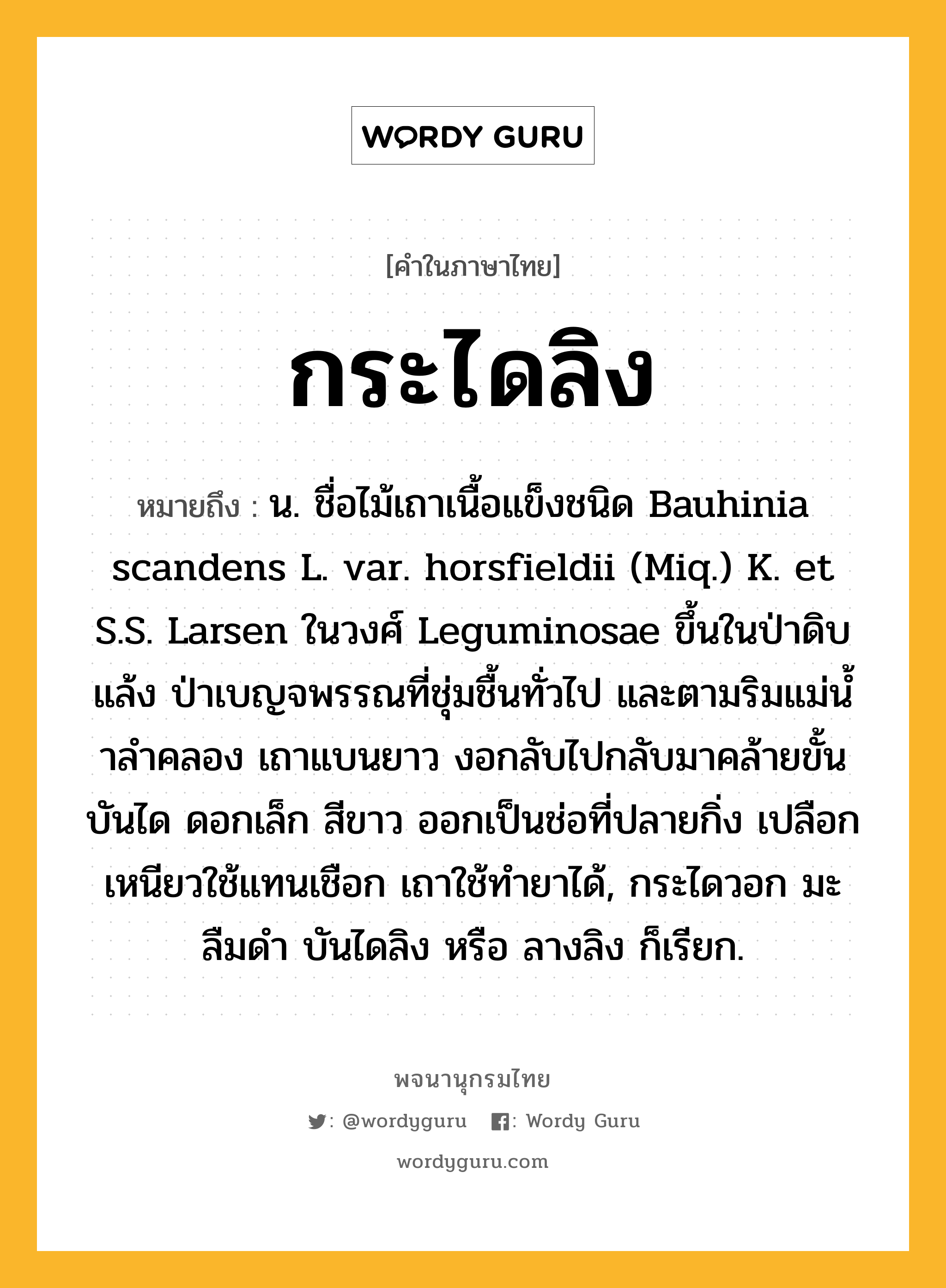 กระไดลิง หมายถึงอะไร?, คำในภาษาไทย กระไดลิง หมายถึง น. ชื่อไม้เถาเนื้อแข็งชนิด Bauhinia scandens L. var. horsfieldii (Miq.) K. et S.S. Larsen ในวงศ์ Leguminosae ขึ้นในป่าดิบแล้ง ป่าเบญจพรรณที่ชุ่มชื้นทั่วไป และตามริมแม่นํ้าลําคลอง เถาแบนยาว งอกลับไปกลับมาคล้ายขั้นบันได ดอกเล็ก สีขาว ออกเป็นช่อที่ปลายกิ่ง เปลือกเหนียวใช้แทนเชือก เถาใช้ทํายาได้, กระไดวอก มะลืมดํา บันไดลิง หรือ ลางลิง ก็เรียก.