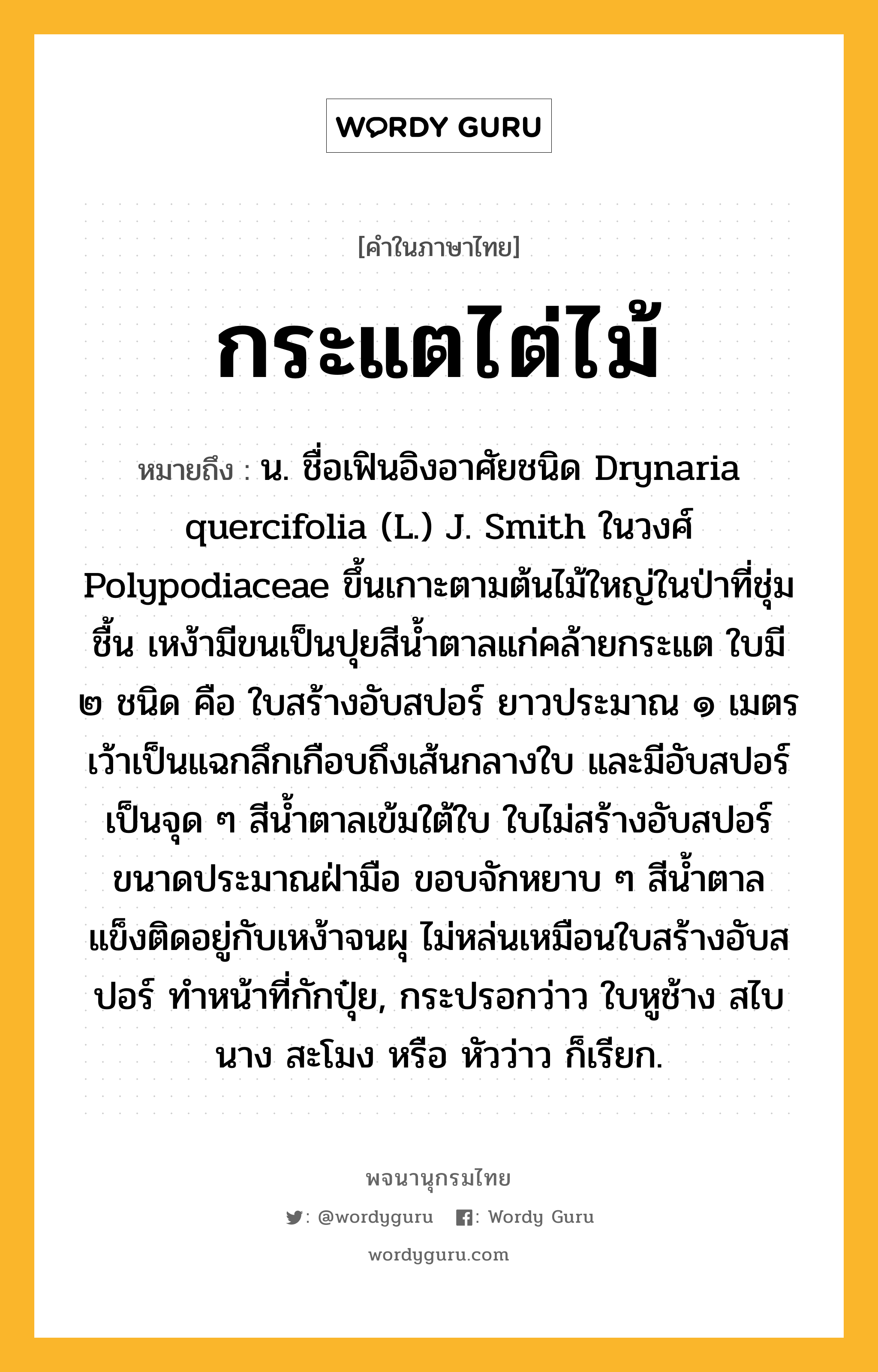 กระแตไต่ไม้ หมายถึงอะไร?, คำในภาษาไทย กระแตไต่ไม้ หมายถึง น. ชื่อเฟินอิงอาศัยชนิด Drynaria quercifolia (L.) J. Smith ในวงศ์ Polypodiaceae ขึ้นเกาะตามต้นไม้ใหญ่ในป่าที่ชุ่มชื้น เหง้ามีขนเป็นปุยสีนํ้าตาลแก่คล้ายกระแต ใบมี ๒ ชนิด คือ ใบสร้างอับสปอร์ ยาวประมาณ ๑ เมตร เว้าเป็นแฉกลึกเกือบถึงเส้นกลางใบ และมีอับสปอร์เป็นจุด ๆ สีนํ้าตาลเข้มใต้ใบ ใบไม่สร้างอับสปอร์ ขนาดประมาณฝ่ามือ ขอบจักหยาบ ๆ สีนํ้าตาล แข็งติดอยู่กับเหง้าจนผุ ไม่หล่นเหมือนใบสร้างอับสปอร์ ทําหน้าที่กักปุ๋ย, กระปรอกว่าว ใบหูช้าง สไบนาง สะโมง หรือ หัวว่าว ก็เรียก.