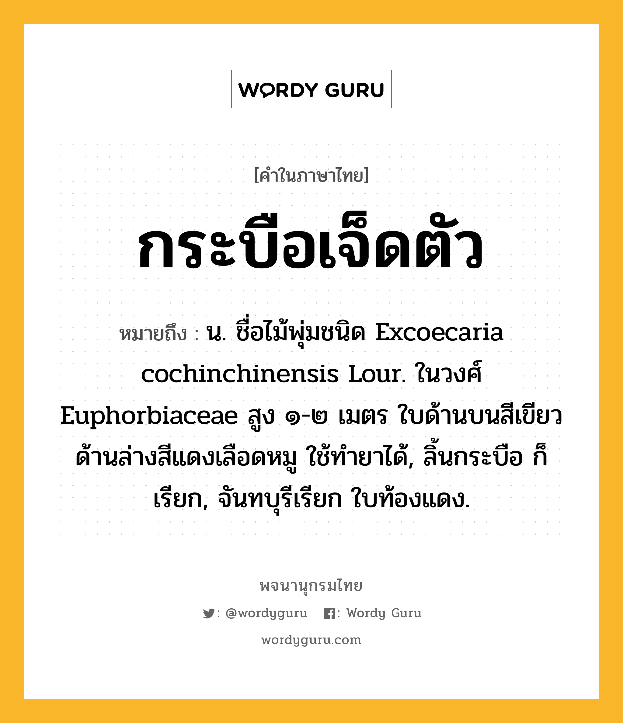 กระบือเจ็ดตัว หมายถึงอะไร?, คำในภาษาไทย กระบือเจ็ดตัว หมายถึง น. ชื่อไม้พุ่มชนิด Excoecaria cochinchinensis Lour. ในวงศ์ Euphorbiaceae สูง ๑-๒ เมตร ใบด้านบนสีเขียว ด้านล่างสีแดงเลือดหมู ใช้ทํายาได้, ลิ้นกระบือ ก็เรียก, จันทบุรีเรียก ใบท้องแดง.