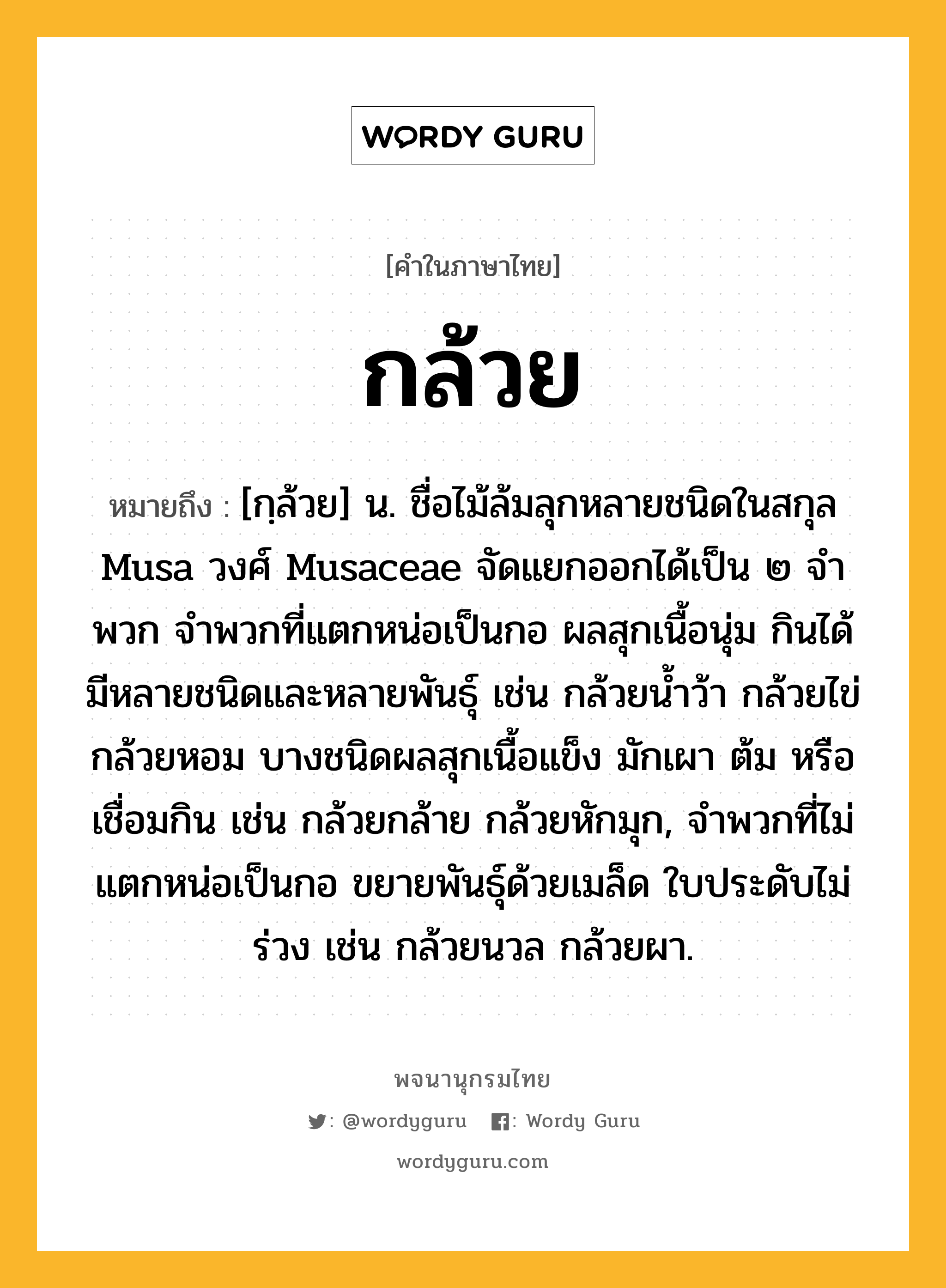 กล้วย หมายถึงอะไร?, คำในภาษาไทย กล้วย หมายถึง [กฺล้วย] น. ชื่อไม้ล้มลุกหลายชนิดในสกุล Musa วงศ์ Musaceae จัดแยกออกได้เป็น ๒ จําพวก จําพวกที่แตกหน่อเป็นกอ ผลสุกเนื้อนุ่ม กินได้ มีหลายชนิดและหลายพันธุ์ เช่น กล้วยนํ้าว้า กล้วยไข่ กล้วยหอม บางชนิดผลสุกเนื้อแข็ง มักเผา ต้ม หรือเชื่อมกิน เช่น กล้วยกล้าย กล้วยหักมุก, จําพวกที่ไม่แตกหน่อเป็นกอ ขยายพันธุ์ด้วยเมล็ด ใบประดับไม่ร่วง เช่น กล้วยนวล กล้วยผา.