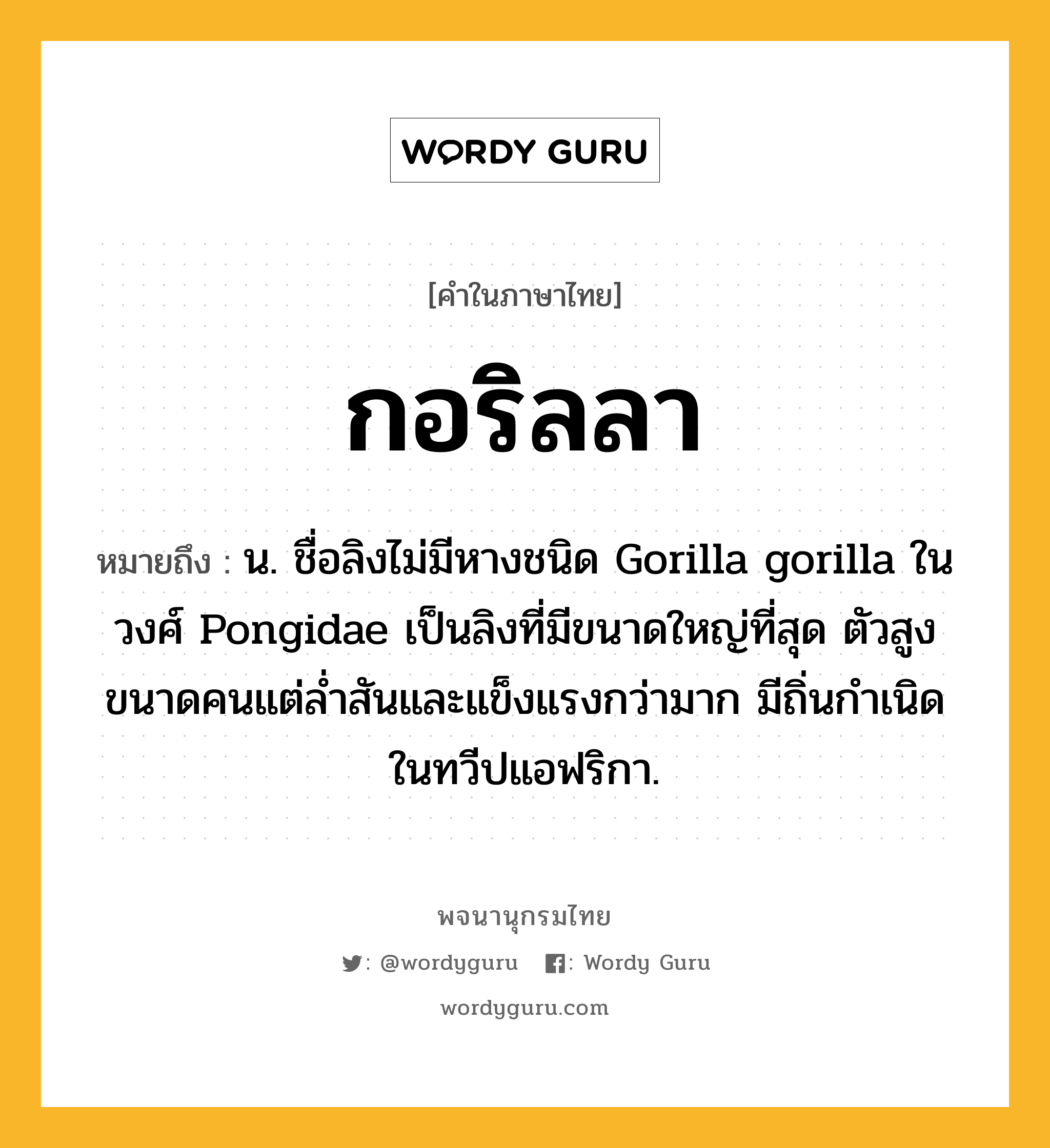 กอริลลา ความหมาย หมายถึงอะไร?, คำในภาษาไทย กอริลลา หมายถึง น. ชื่อลิงไม่มีหางชนิด Gorilla gorilla ในวงศ์ Pongidae เป็นลิงที่มีขนาดใหญ่ที่สุด ตัวสูงขนาดคนแต่ลํ่าสันและแข็งแรงกว่ามาก มีถิ่นกําเนิดในทวีปแอฟริกา.