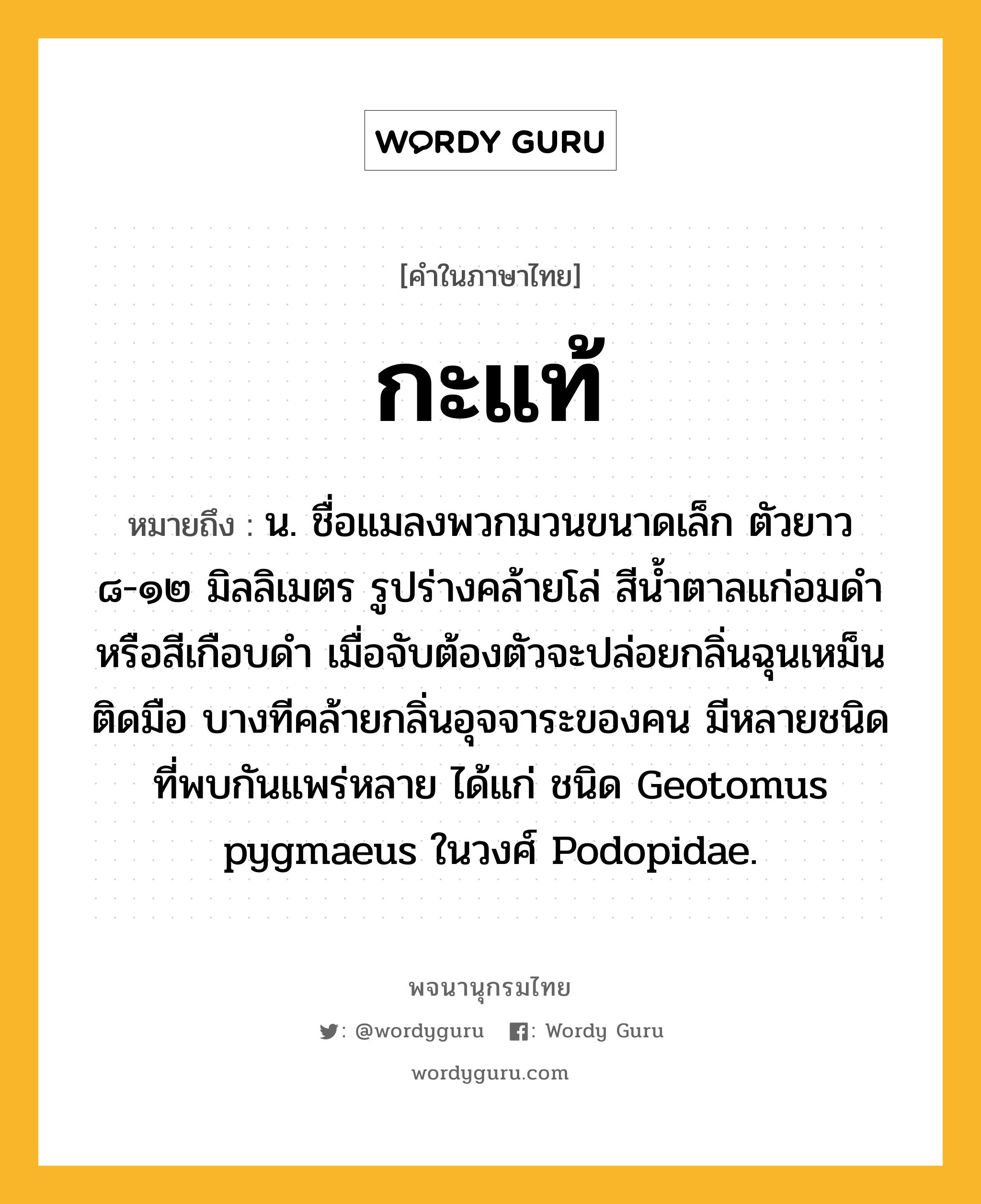 กะแท้ หมายถึงอะไร?, คำในภาษาไทย กะแท้ หมายถึง น. ชื่อแมลงพวกมวนขนาดเล็ก ตัวยาว ๘-๑๒ มิลลิเมตร รูปร่างคล้ายโล่ สีนํ้าตาลแก่อมดําหรือสีเกือบดํา เมื่อจับต้องตัวจะปล่อยกลิ่นฉุนเหม็นติดมือ บางทีคล้ายกลิ่นอุจจาระของคน มีหลายชนิด ที่พบกันแพร่หลาย ได้แก่ ชนิด Geotomus pygmaeus ในวงศ์ Podopidae.