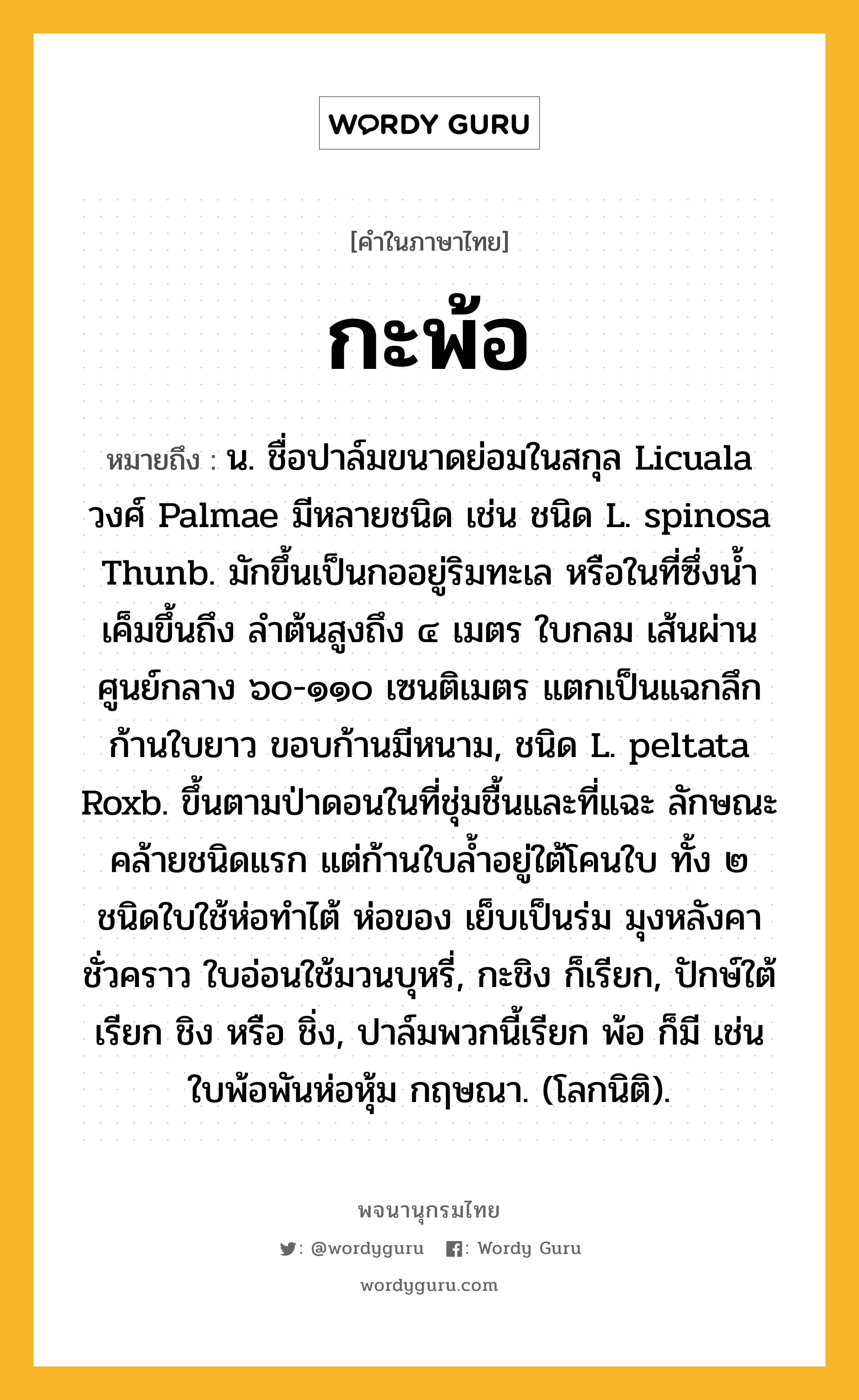 กะพ้อ หมายถึงอะไร?, คำในภาษาไทย กะพ้อ หมายถึง น. ชื่อปาล์มขนาดย่อมในสกุล Licuala วงศ์ Palmae มีหลายชนิด เช่น ชนิด L. spinosa Thunb. มักขึ้นเป็นกออยู่ริมทะเล หรือในที่ซึ่งนํ้าเค็มขึ้นถึง ลําต้นสูงถึง ๔ เมตร ใบกลม เส้นผ่านศูนย์กลาง ๖๐-๑๑๐ เซนติเมตร แตกเป็นแฉกลึก ก้านใบยาว ขอบก้านมีหนาม, ชนิด L. peltata Roxb. ขึ้นตามป่าดอนในที่ชุ่มชื้นและที่แฉะ ลักษณะคล้ายชนิดแรก แต่ก้านใบลํ้าอยู่ใต้โคนใบ ทั้ง ๒ ชนิดใบใช้ห่อทําไต้ ห่อของ เย็บเป็นร่ม มุงหลังคาชั่วคราว ใบอ่อนใช้มวนบุหรี่, กะชิง ก็เรียก, ปักษ์ใต้เรียก ชิง หรือ ชิ่ง, ปาล์มพวกนี้เรียก พ้อ ก็มี เช่น ใบพ้อพันห่อหุ้ม กฤษณา. (โลกนิติ).