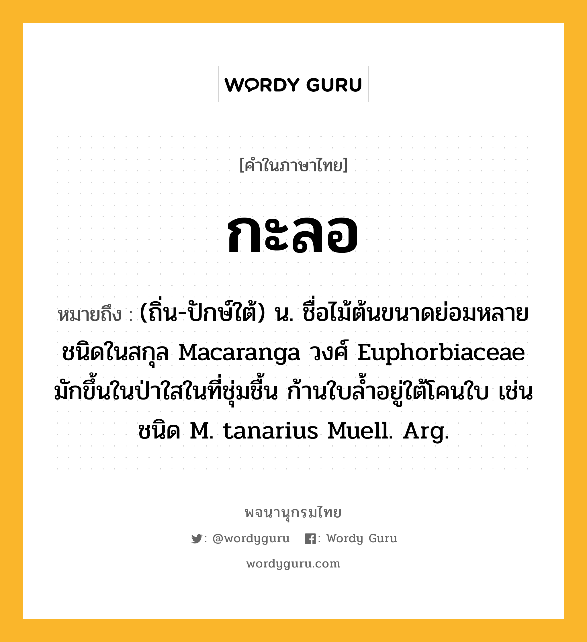 กะลอ หมายถึงอะไร?, คำในภาษาไทย กะลอ หมายถึง (ถิ่น-ปักษ์ใต้) น. ชื่อไม้ต้นขนาดย่อมหลายชนิดในสกุล Macaranga วงศ์ Euphorbiaceae มักขึ้นในป่าใสในที่ชุ่มชื้น ก้านใบลํ้าอยู่ใต้โคนใบ เช่น ชนิด M. tanarius Muell. Arg.