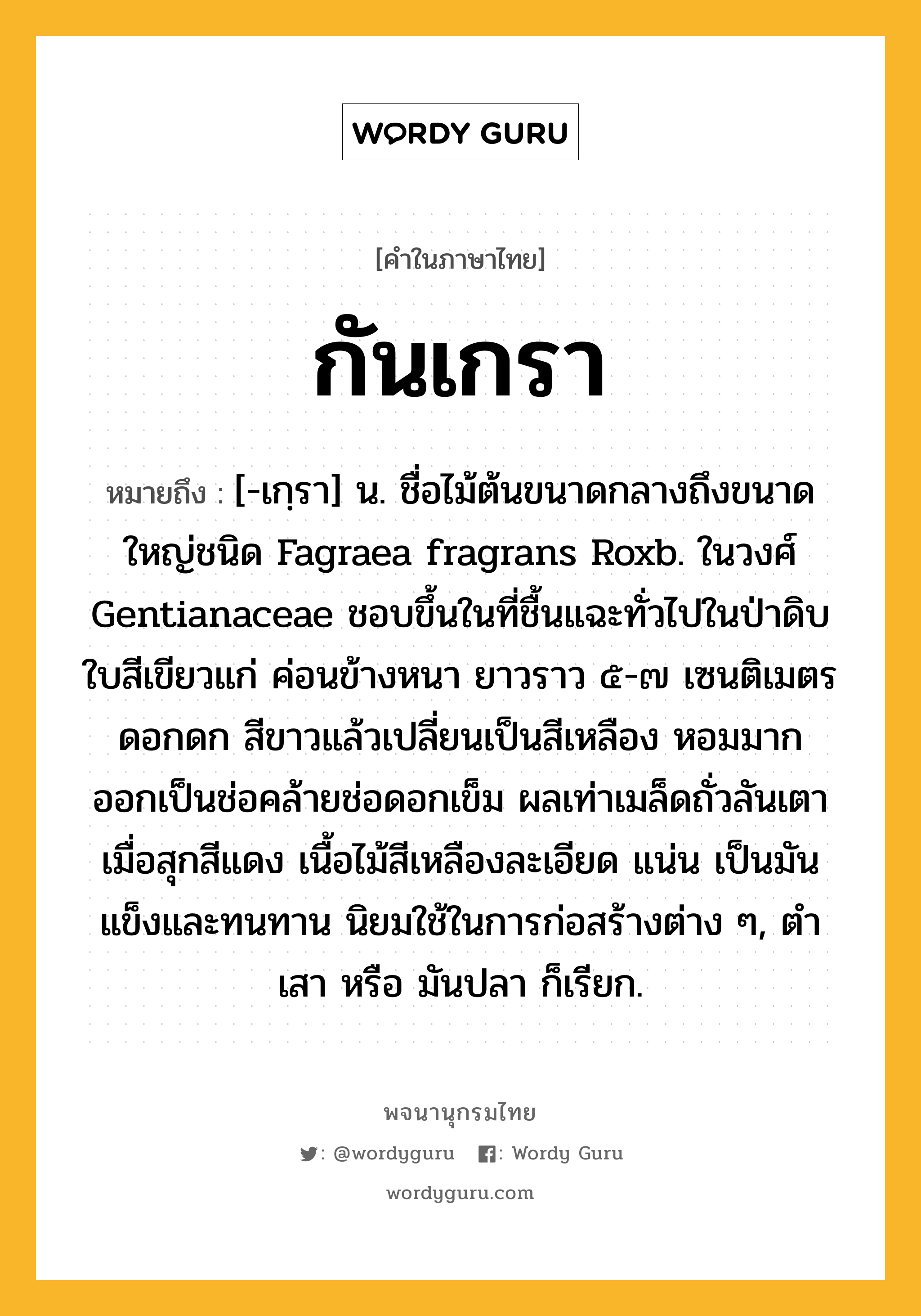 กันเกรา หมายถึงอะไร?, คำในภาษาไทย กันเกรา หมายถึง [-เกฺรา] น. ชื่อไม้ต้นขนาดกลางถึงขนาดใหญ่ชนิด Fagraea fragrans Roxb. ในวงศ์ Gentianaceae ชอบขึ้นในที่ชื้นแฉะทั่วไปในป่าดิบ ใบสีเขียวแก่ ค่อนข้างหนา ยาวราว ๕-๗ เซนติเมตร ดอกดก สีขาวแล้วเปลี่ยนเป็นสีเหลือง หอมมาก ออกเป็นช่อคล้ายช่อดอกเข็ม ผลเท่าเมล็ดถั่วลันเตา เมื่อสุกสีแดง เนื้อไม้สีเหลืองละเอียด แน่น เป็นมัน แข็งและทนทาน นิยมใช้ในการก่อสร้างต่าง ๆ, ตําเสา หรือ มันปลา ก็เรียก.