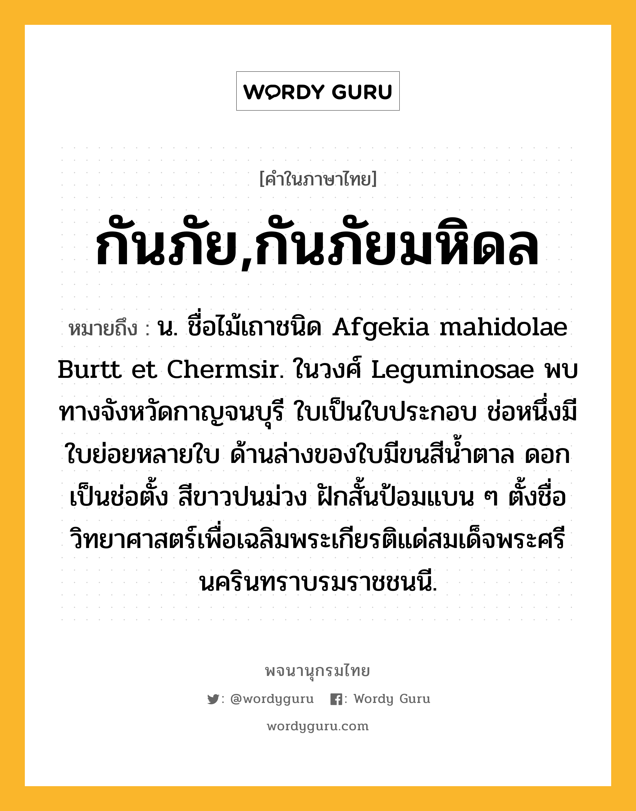 กันภัย,กันภัยมหิดล หมายถึงอะไร?, คำในภาษาไทย กันภัย,กันภัยมหิดล หมายถึง น. ชื่อไม้เถาชนิด Afgekia mahidolae Burtt et Chermsir. ในวงศ์ Leguminosae พบทางจังหวัดกาญจนบุรี ใบเป็นใบประกอบ ช่อหนึ่งมีใบย่อยหลายใบ ด้านล่างของใบมีขนสีนํ้าตาล ดอกเป็นช่อตั้ง สีขาวปนม่วง ฝักสั้นป้อมแบน ๆ ตั้งชื่อวิทยาศาสตร์เพื่อเฉลิมพระเกียรติแด่สมเด็จพระศรีนครินทราบรมราชชนนี.