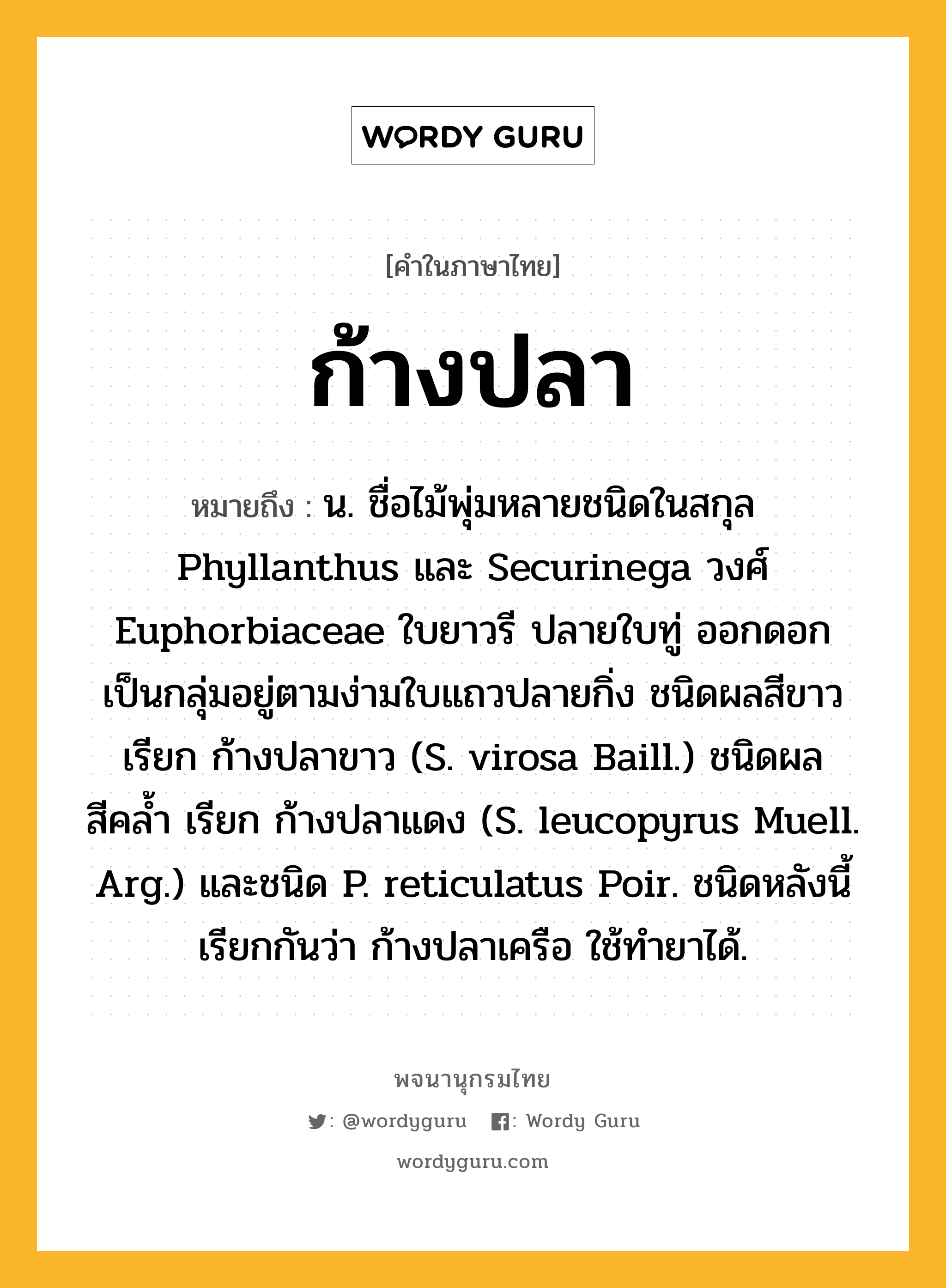 ก้างปลา หมายถึงอะไร?, คำในภาษาไทย ก้างปลา หมายถึง น. ชื่อไม้พุ่มหลายชนิดในสกุล Phyllanthus และ Securinega วงศ์ Euphorbiaceae ใบยาวรี ปลายใบทู่ ออกดอกเป็นกลุ่มอยู่ตามง่ามใบแถวปลายกิ่ง ชนิดผลสีขาว เรียก ก้างปลาขาว (S. virosa Baill.) ชนิดผลสีคลํ้า เรียก ก้างปลาแดง (S. leucopyrus Muell. Arg.) และชนิด P. reticulatus Poir. ชนิดหลังนี้เรียกกันว่า ก้างปลาเครือ ใช้ทํายาได้.