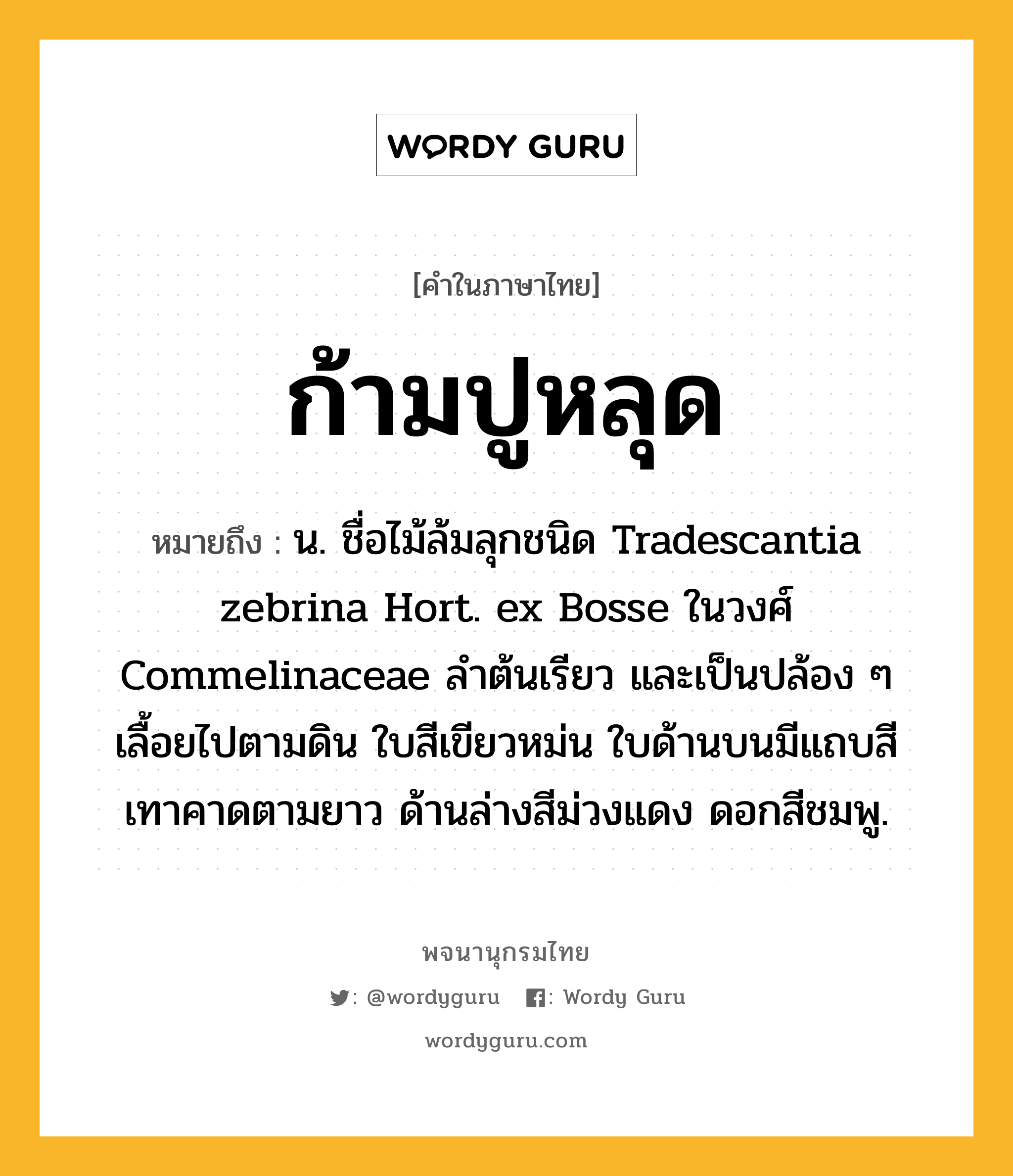 ก้ามปูหลุด หมายถึงอะไร?, คำในภาษาไทย ก้ามปูหลุด หมายถึง น. ชื่อไม้ล้มลุกชนิด Tradescantia zebrina Hort. ex Bosse ในวงศ์ Commelinaceae ลําต้นเรียว และเป็นปล้อง ๆ เลื้อยไปตามดิน ใบสีเขียวหม่น ใบด้านบนมีแถบสีเทาคาดตามยาว ด้านล่างสีม่วงแดง ดอกสีชมพู.