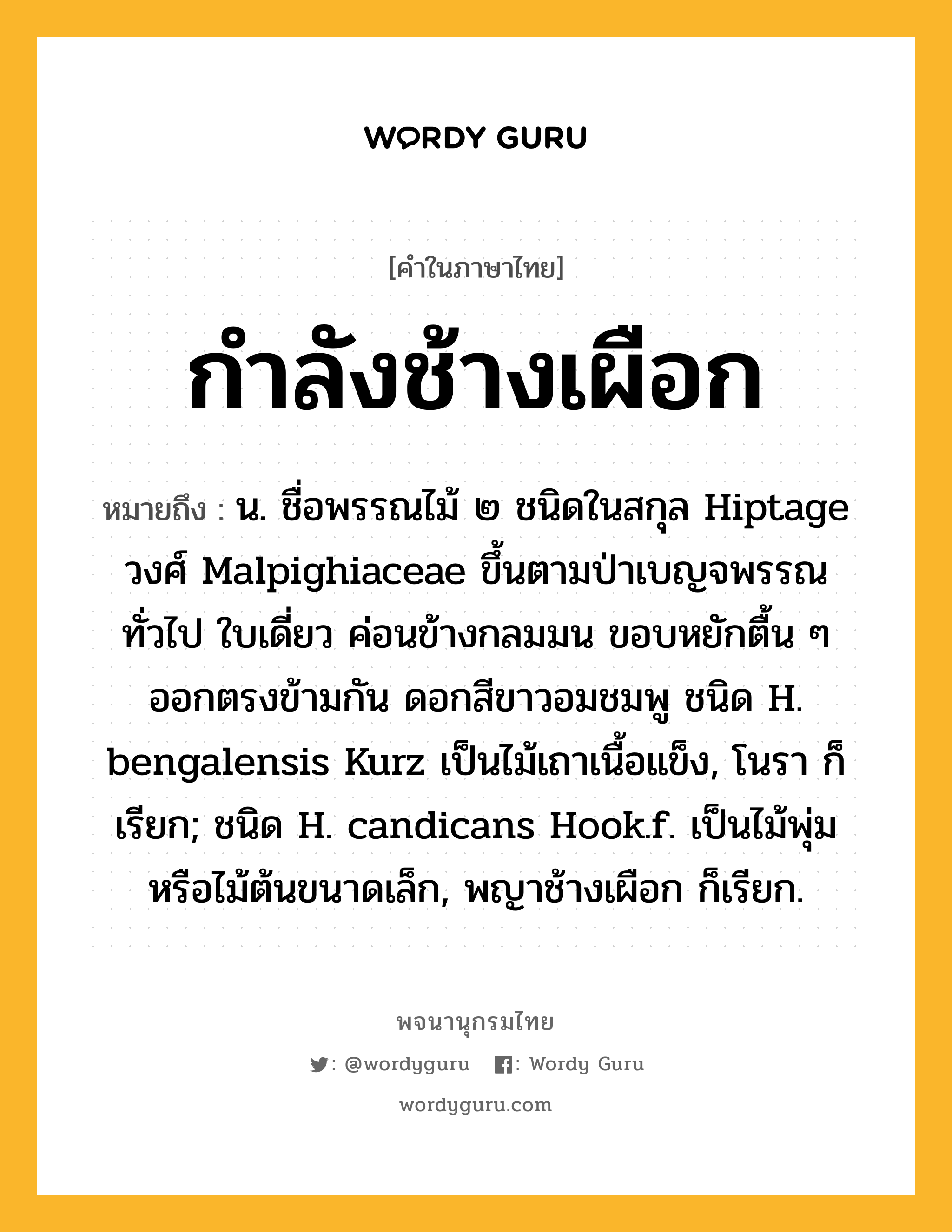 กำลังช้างเผือก หมายถึงอะไร?, คำในภาษาไทย กำลังช้างเผือก หมายถึง น. ชื่อพรรณไม้ ๒ ชนิดในสกุล Hiptage วงศ์ Malpighiaceae ขึ้นตามป่าเบญจพรรณทั่วไป ใบเดี่ยว ค่อนข้างกลมมน ขอบหยักตื้น ๆ ออกตรงข้ามกัน ดอกสีขาวอมชมพู ชนิด H. bengalensis Kurz เป็นไม้เถาเนื้อแข็ง, โนรา ก็เรียก; ชนิด H. candicans Hook.f. เป็นไม้พุ่มหรือไม้ต้นขนาดเล็ก, พญาช้างเผือก ก็เรียก.