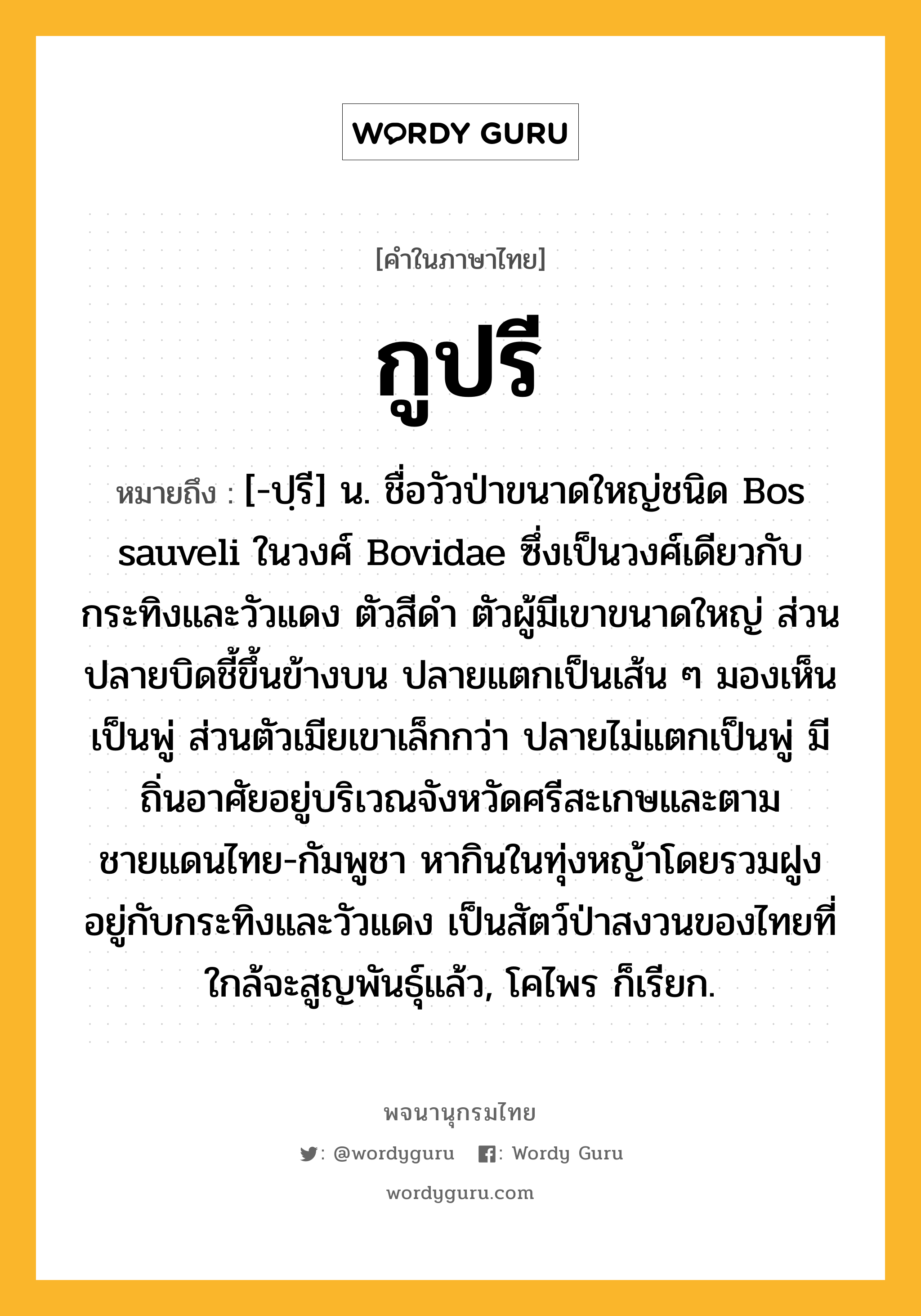 กูปรี หมายถึงอะไร?, คำในภาษาไทย กูปรี หมายถึง [-ปฺรี] น. ชื่อวัวป่าขนาดใหญ่ชนิด Bos sauveli ในวงศ์ Bovidae ซึ่งเป็นวงศ์เดียวกับกระทิงและวัวแดง ตัวสีดํา ตัวผู้มีเขาขนาดใหญ่ ส่วนปลายบิดชี้ขึ้นข้างบน ปลายแตกเป็นเส้น ๆ มองเห็นเป็นพู่ ส่วนตัวเมียเขาเล็กกว่า ปลายไม่แตกเป็นพู่ มีถิ่นอาศัยอยู่บริเวณจังหวัดศรีสะเกษและตามชายแดนไทย-กัมพูชา หากินในทุ่งหญ้าโดยรวมฝูงอยู่กับกระทิงและวัวแดง เป็นสัตว์ป่าสงวนของไทยที่ใกล้จะสูญพันธุ์แล้ว, โคไพร ก็เรียก.