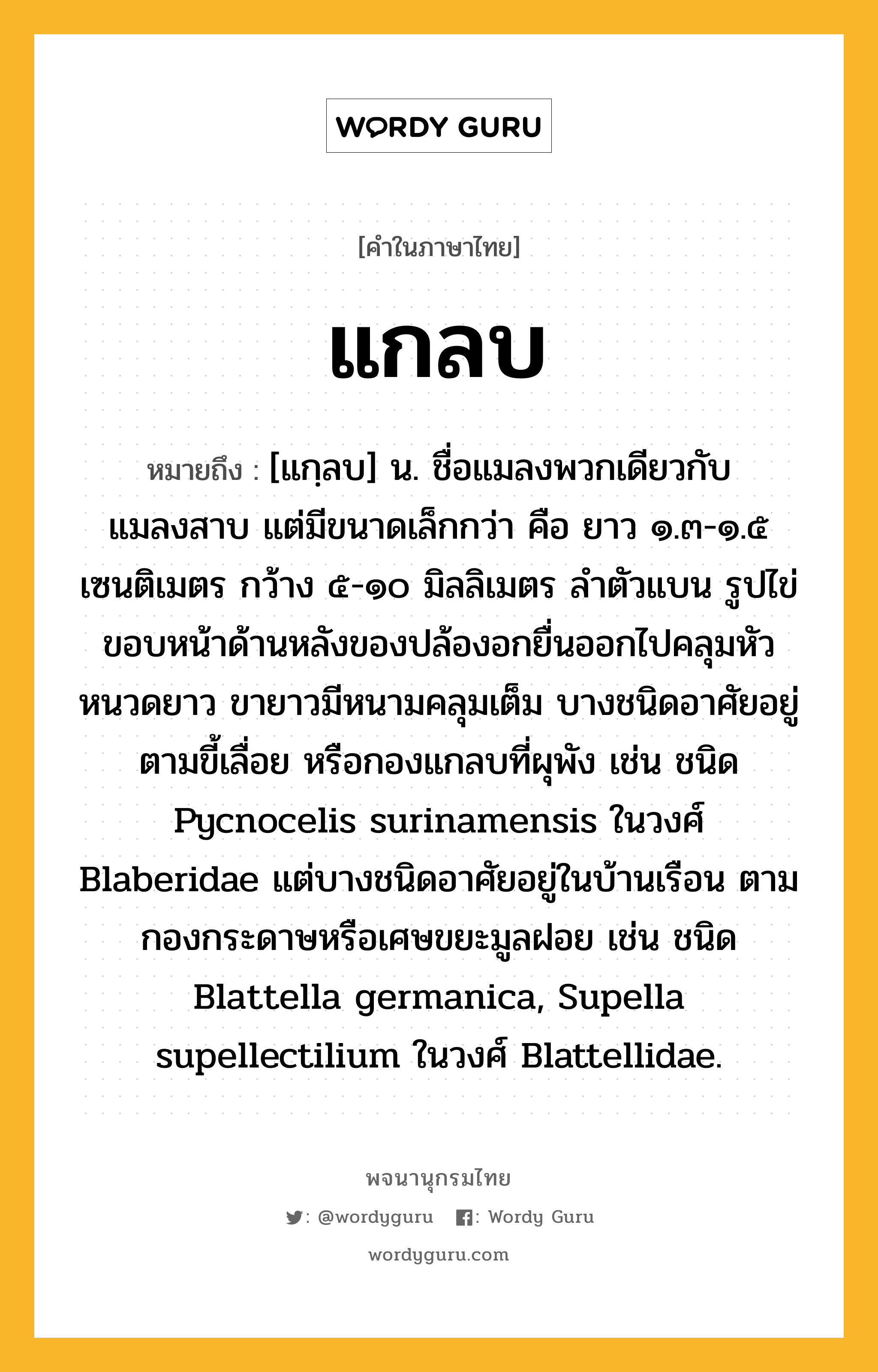 แกลบ ความหมาย หมายถึงอะไร?, คำในภาษาไทย แกลบ หมายถึง [แกฺลบ] น. ชื่อแมลงพวกเดียวกับแมลงสาบ แต่มีขนาดเล็กกว่า คือ ยาว ๑.๓-๑.๕ เซนติเมตร กว้าง ๕-๑๐ มิลลิเมตร ลําตัวแบน รูปไข่ ขอบหน้าด้านหลังของปล้องอกยื่นออกไปคลุมหัว หนวดยาว ขายาวมีหนามคลุมเต็ม บางชนิดอาศัยอยู่ตามขี้เลื่อย หรือกองแกลบที่ผุพัง เช่น ชนิด Pycnocelis surinamensis ในวงศ์ Blaberidae แต่บางชนิดอาศัยอยู่ในบ้านเรือน ตามกองกระดาษหรือเศษขยะมูลฝอย เช่น ชนิด Blattella germanica, Supella supellectilium ในวงศ์ Blattellidae.