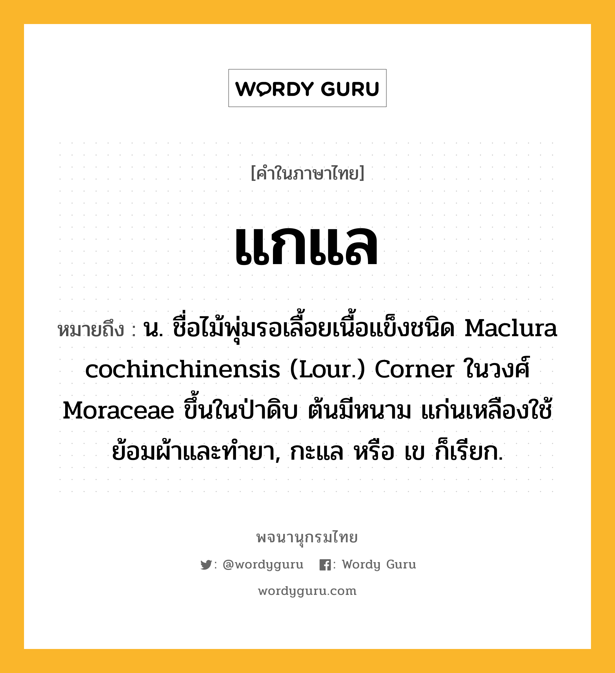 แกแล หมายถึงอะไร?, คำในภาษาไทย แกแล หมายถึง น. ชื่อไม้พุ่มรอเลื้อยเนื้อแข็งชนิด Maclura cochinchinensis (Lour.) Corner ในวงศ์ Moraceae ขึ้นในป่าดิบ ต้นมีหนาม แก่นเหลืองใช้ย้อมผ้าและทํายา, กะแล หรือ เข ก็เรียก.