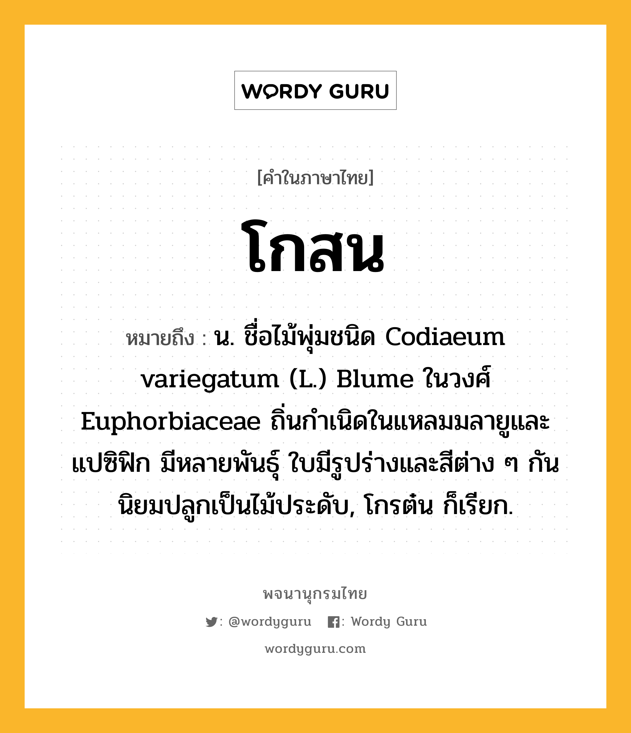 โกสน ความหมาย หมายถึงอะไร?, คำในภาษาไทย โกสน หมายถึง น. ชื่อไม้พุ่มชนิด Codiaeum variegatum (L.) Blume ในวงศ์ Euphorbiaceae ถิ่นกําเนิดในแหลมมลายูและแปซิฟิก มีหลายพันธุ์ ใบมีรูปร่างและสีต่าง ๆ กัน นิยมปลูกเป็นไม้ประดับ, โกรต๋น ก็เรียก.