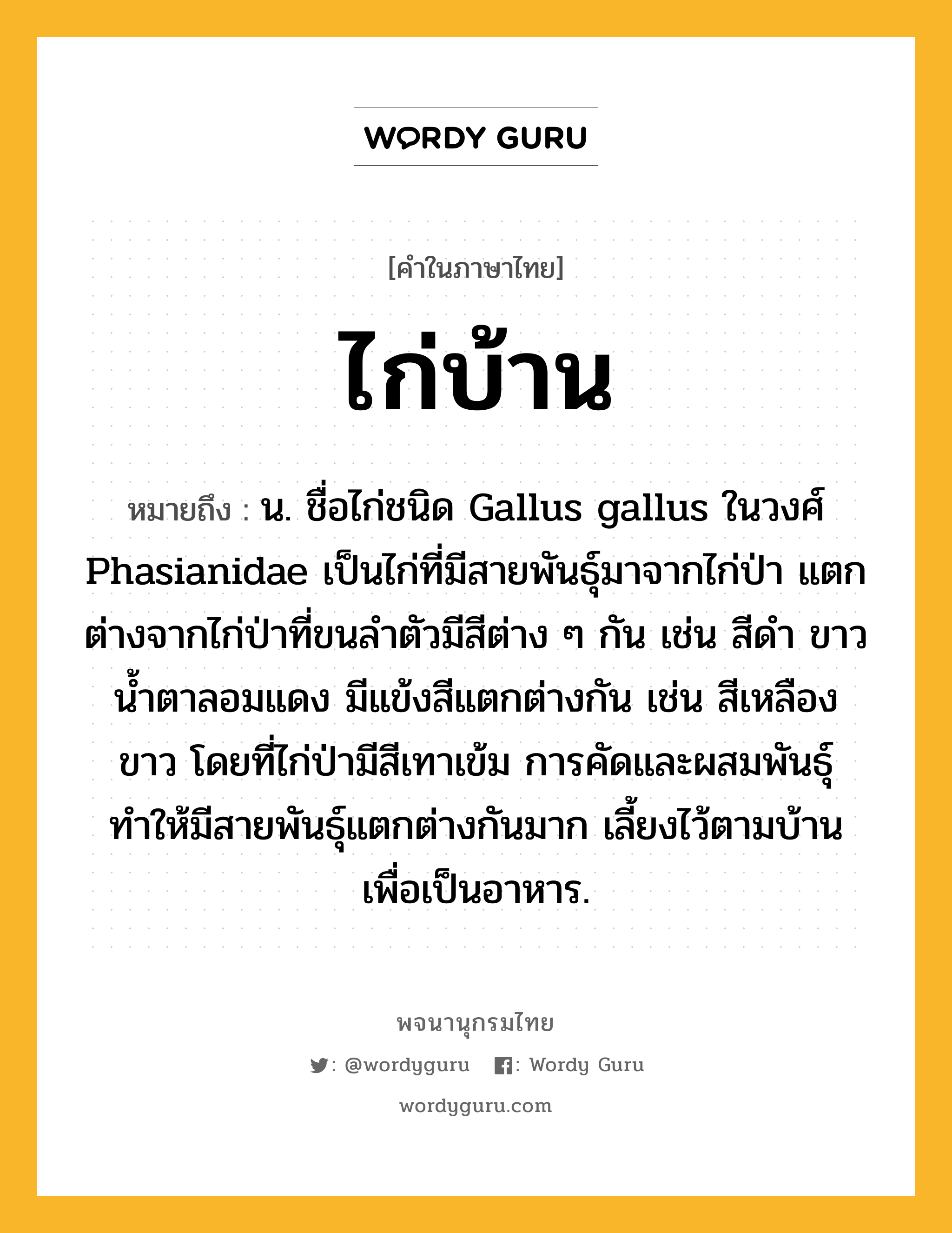 ไก่บ้าน หมายถึงอะไร?, คำในภาษาไทย ไก่บ้าน หมายถึง น. ชื่อไก่ชนิด Gallus gallus ในวงศ์ Phasianidae เป็นไก่ที่มีสายพันธุ์มาจากไก่ป่า แตกต่างจากไก่ป่าที่ขนลำตัวมีสีต่าง ๆ กัน เช่น สีดำ ขาว น้ำตาลอมแดง มีแข้งสีแตกต่างกัน เช่น สีเหลือง ขาว โดยที่ไก่ป่ามีสีเทาเข้ม การคัดและผสมพันธุ์ทำให้มีสายพันธุ์แตกต่างกันมาก เลี้ยงไว้ตามบ้านเพื่อเป็นอาหาร.