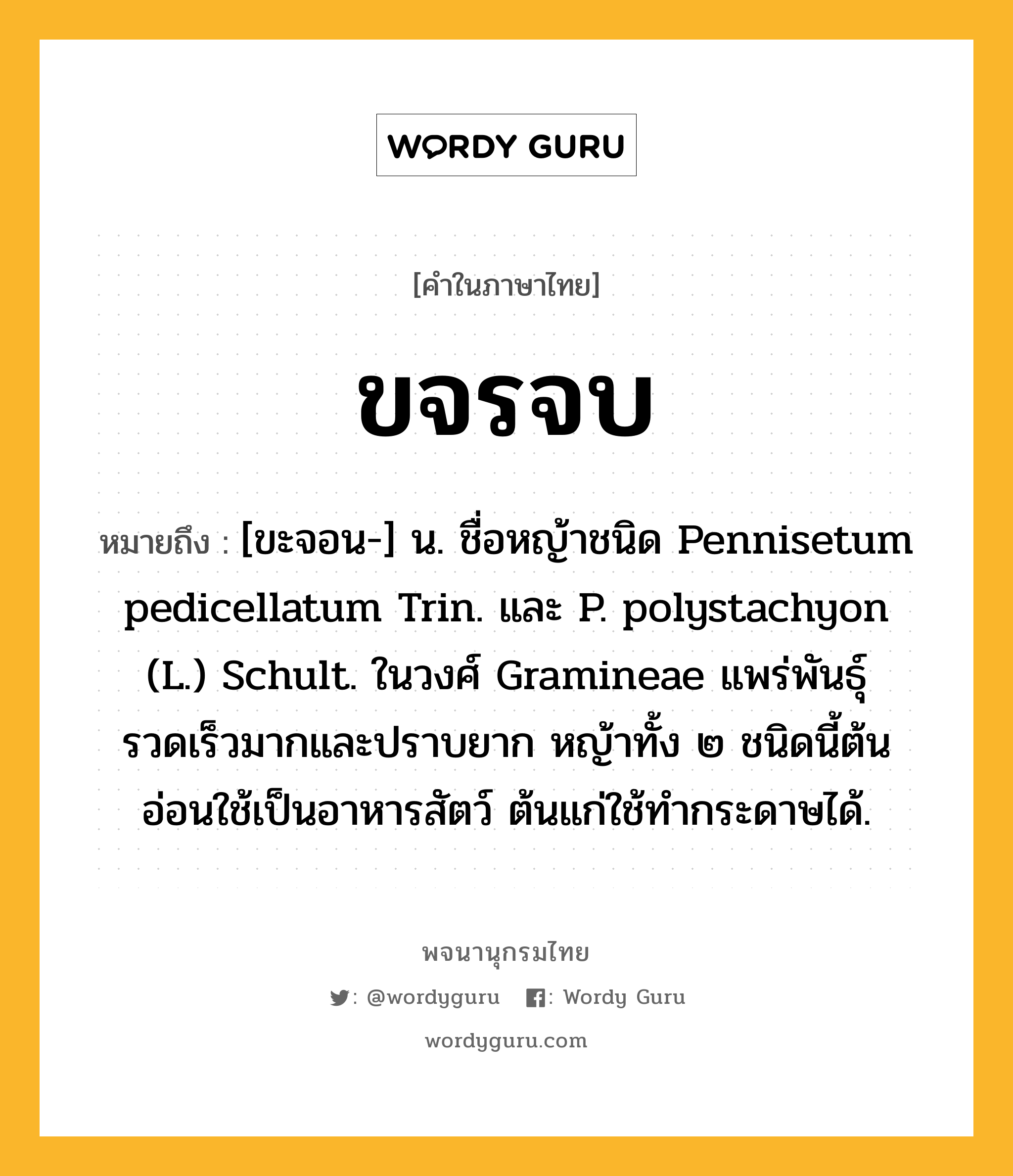 ขจรจบ หมายถึงอะไร?, คำในภาษาไทย ขจรจบ หมายถึง [ขะจอน-] น. ชื่อหญ้าชนิด Pennisetum pedicellatum Trin. และ P. polystachyon (L.) Schult. ในวงศ์ Gramineae แพร่พันธุ์รวดเร็วมากและปราบยาก หญ้าทั้ง ๒ ชนิดนี้ต้นอ่อนใช้เป็นอาหารสัตว์ ต้นแก่ใช้ทํากระดาษได้.