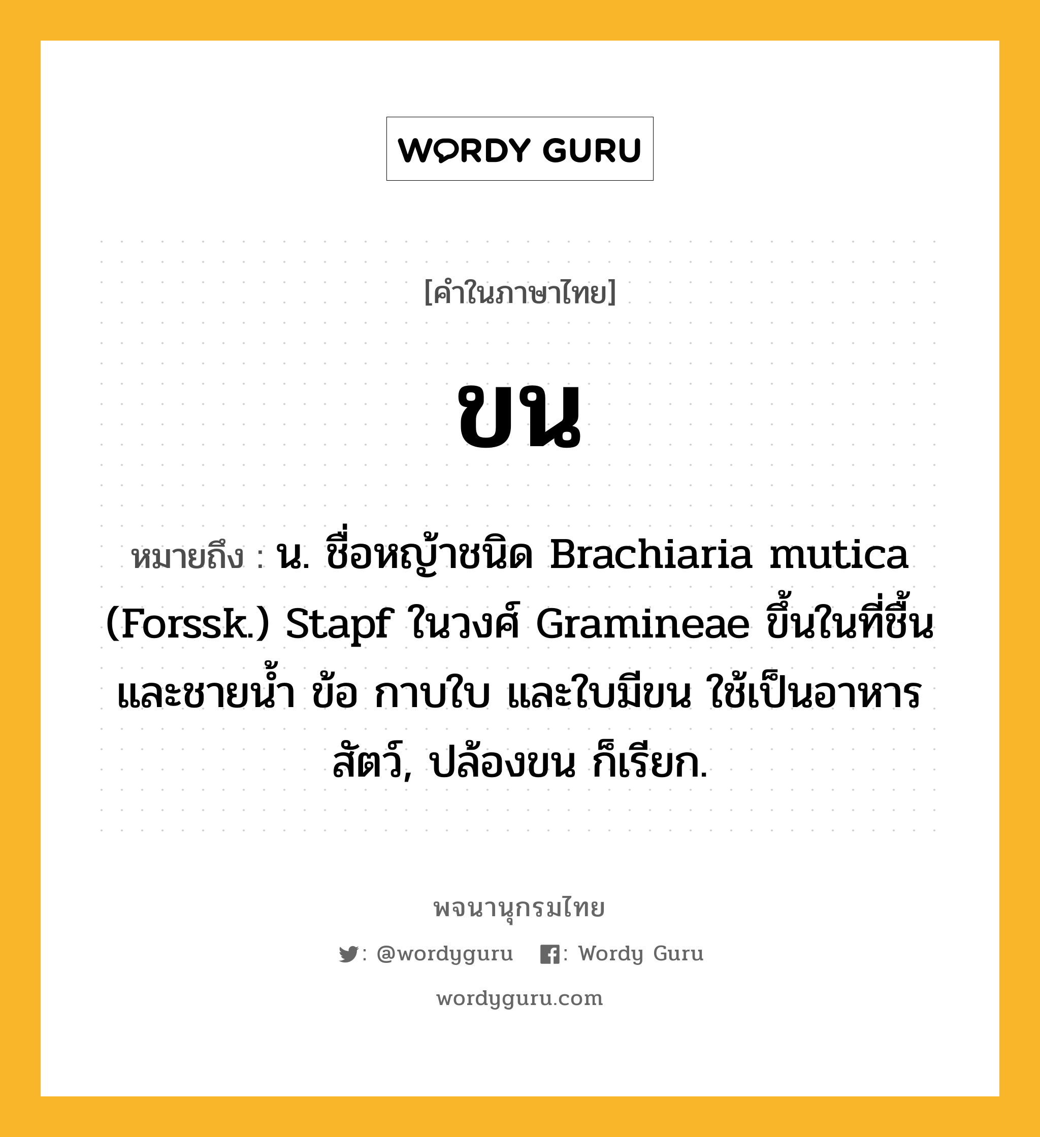 ขน หมายถึงอะไร?, คำในภาษาไทย ขน หมายถึง น. ชื่อหญ้าชนิด Brachiaria mutica (Forssk.) Stapf ในวงศ์ Gramineae ขึ้นในที่ชื้นและชายนํ้า ข้อ กาบใบ และใบมีขน ใช้เป็นอาหารสัตว์, ปล้องขน ก็เรียก.