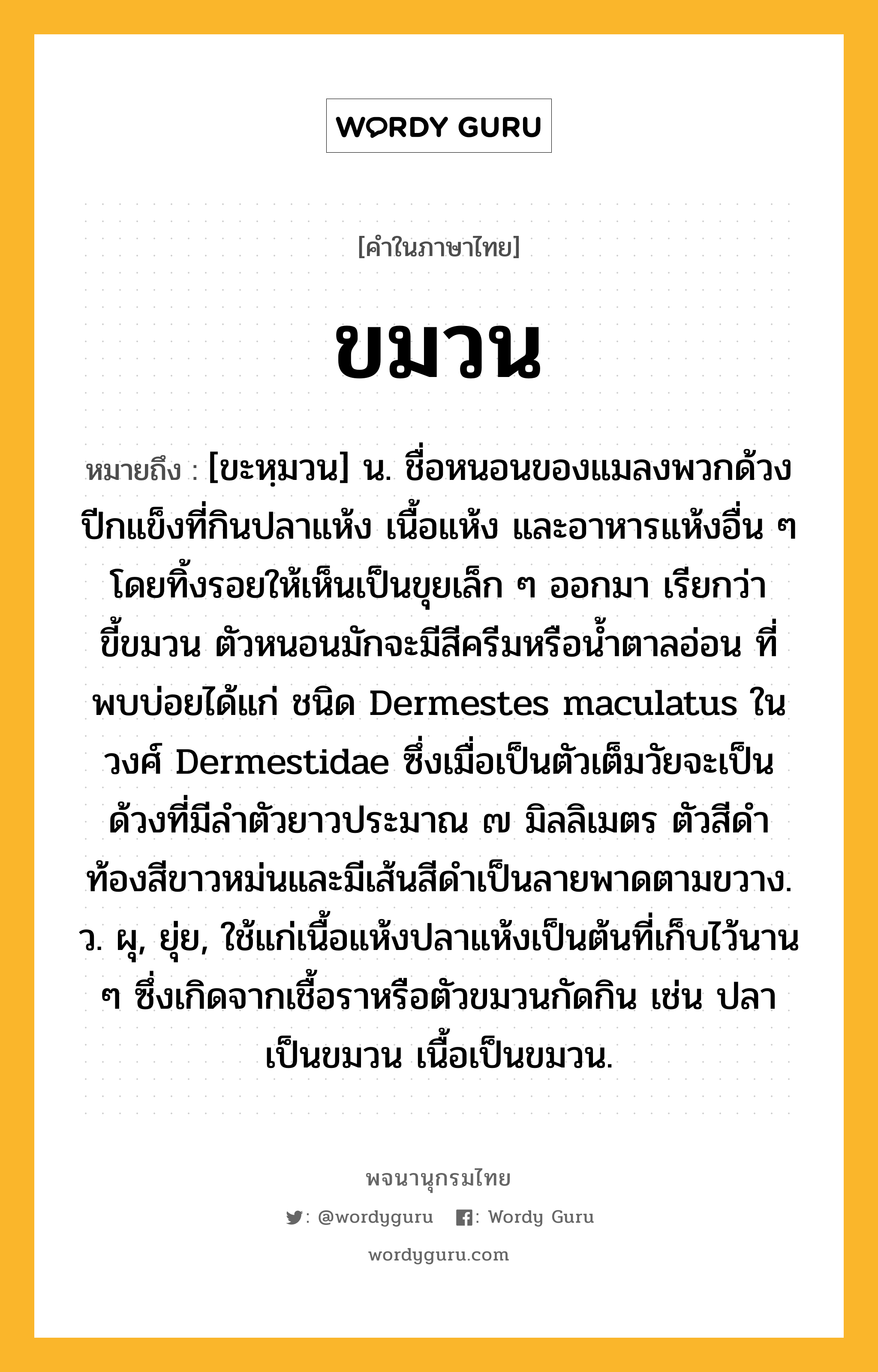 ขมวน หมายถึงอะไร?, คำในภาษาไทย ขมวน หมายถึง [ขะหฺมวน] น. ชื่อหนอนของแมลงพวกด้วงปีกแข็งที่กินปลาแห้ง เนื้อแห้ง และอาหารแห้งอื่น ๆ โดยทิ้งรอยให้เห็นเป็นขุยเล็ก ๆ ออกมา เรียกว่า ขี้ขมวน ตัวหนอนมักจะมีสีครีมหรือนํ้าตาลอ่อน ที่พบบ่อยได้แก่ ชนิด Dermestes maculatus ในวงศ์ Dermestidae ซึ่งเมื่อเป็นตัวเต็มวัยจะเป็นด้วงที่มีลําตัวยาวประมาณ ๗ มิลลิเมตร ตัวสีดํา ท้องสีขาวหม่นและมีเส้นสีดําเป็นลายพาดตามขวาง. ว. ผุ, ยุ่ย, ใช้แก่เนื้อแห้งปลาแห้งเป็นต้นที่เก็บไว้นาน ๆ ซึ่งเกิดจากเชื้อราหรือตัวขมวนกัดกิน เช่น ปลาเป็นขมวน เนื้อเป็นขมวน.