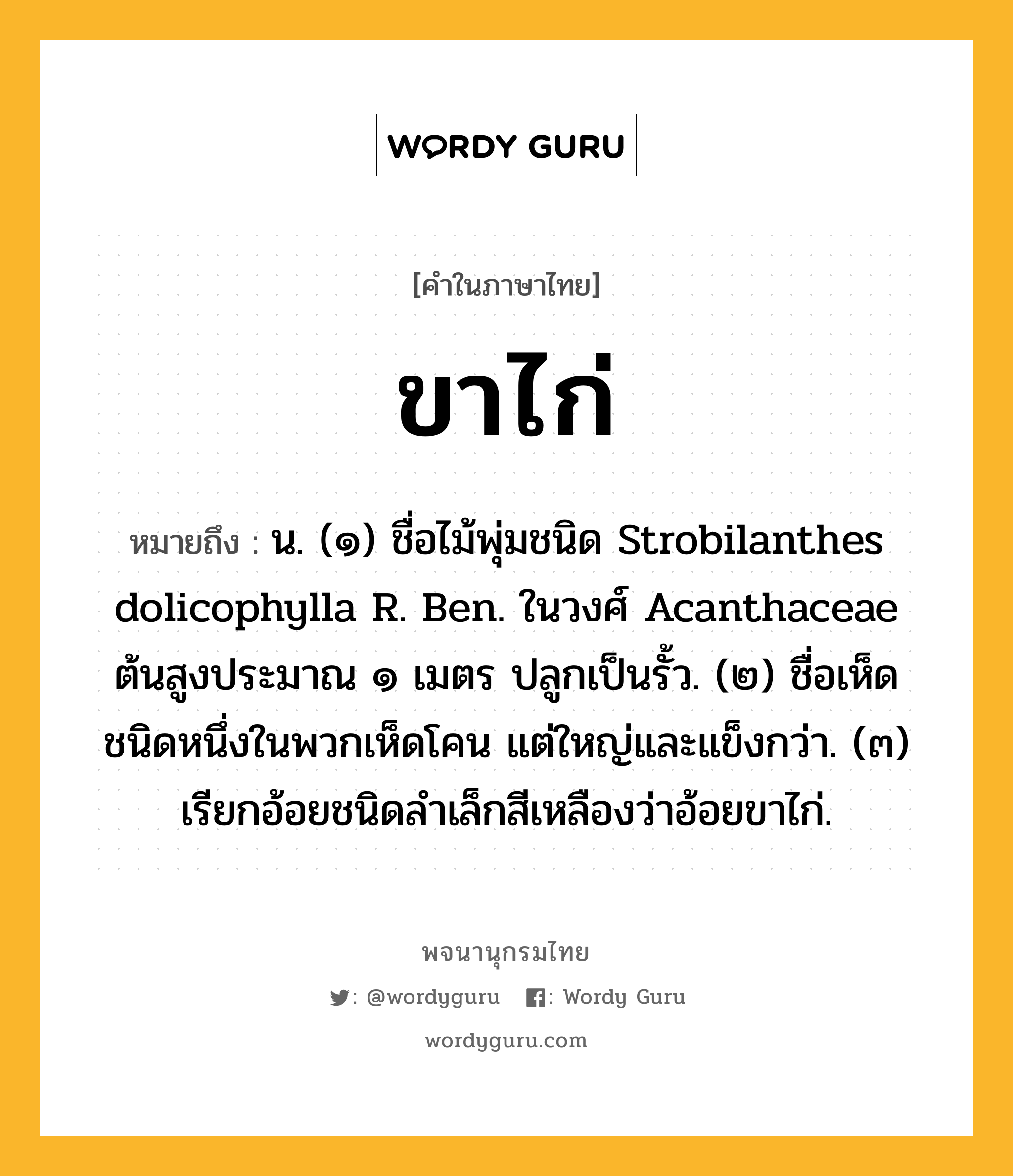 ขาไก่ หมายถึงอะไร?, คำในภาษาไทย ขาไก่ หมายถึง น. (๑) ชื่อไม้พุ่มชนิด Strobilanthes dolicophylla R. Ben. ในวงศ์ Acanthaceae ต้นสูงประมาณ ๑ เมตร ปลูกเป็นรั้ว. (๒) ชื่อเห็ดชนิดหนึ่งในพวกเห็ดโคน แต่ใหญ่และแข็งกว่า. (๓) เรียกอ้อยชนิดลําเล็กสีเหลืองว่าอ้อยขาไก่.