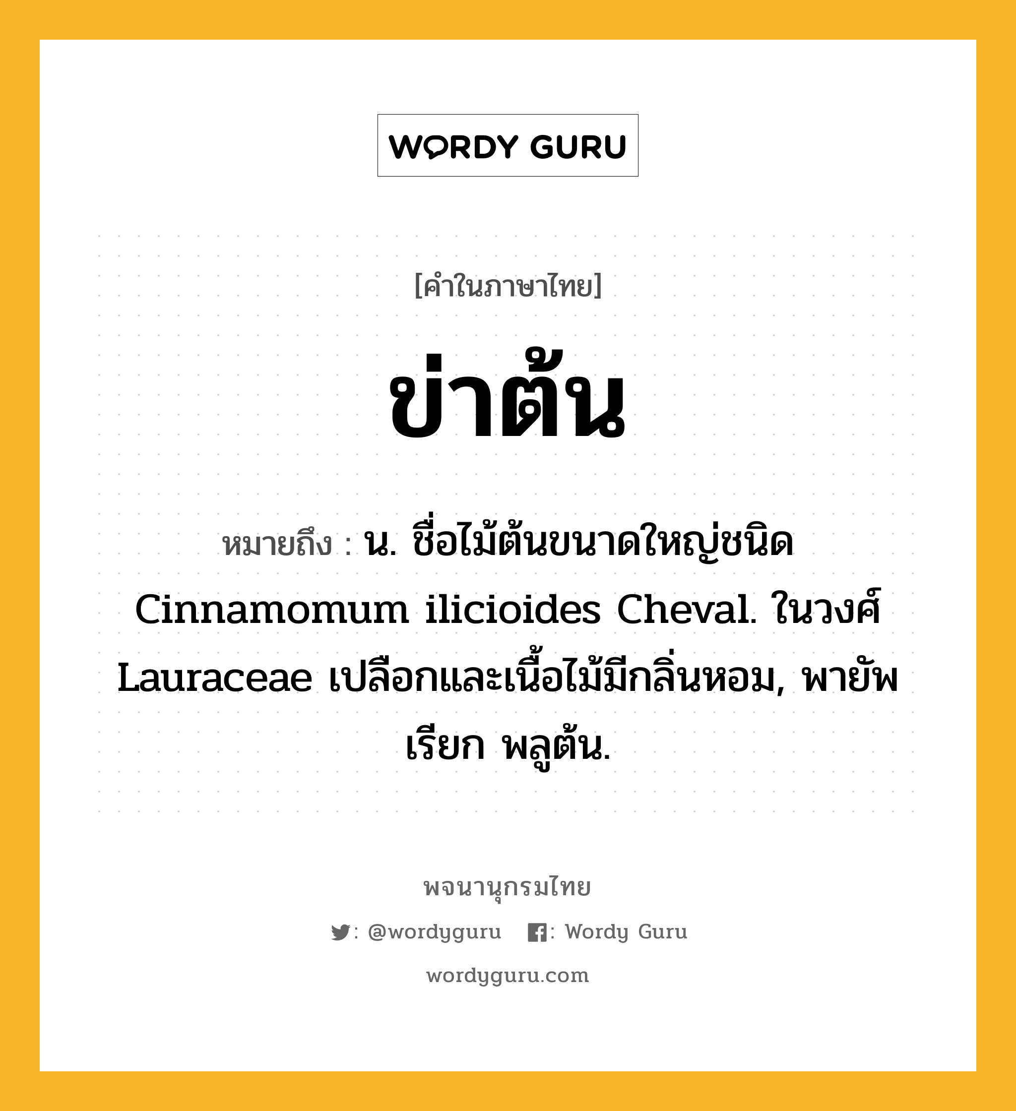 ข่าต้น ความหมาย หมายถึงอะไร?, คำในภาษาไทย ข่าต้น หมายถึง น. ชื่อไม้ต้นขนาดใหญ่ชนิด Cinnamomum ilicioides Cheval. ในวงศ์ Lauraceae เปลือกและเนื้อไม้มีกลิ่นหอม, พายัพเรียก พลูต้น.