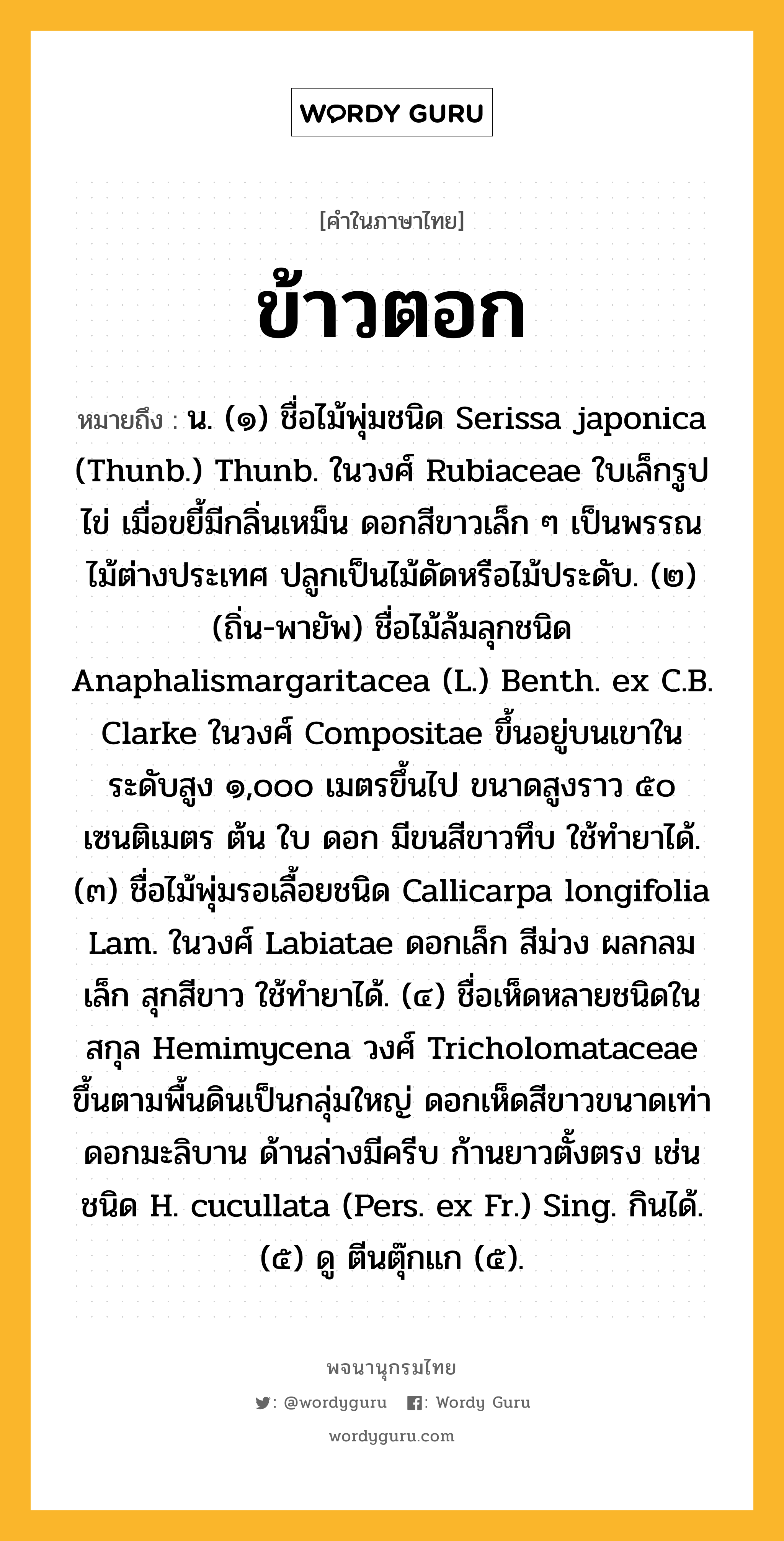 ข้าวตอก หมายถึงอะไร?, คำในภาษาไทย ข้าวตอก หมายถึง น. (๑) ชื่อไม้พุ่มชนิด Serissa japonica (Thunb.) Thunb. ในวงศ์ Rubiaceae ใบเล็กรูปไข่ เมื่อขยี้มีกลิ่นเหม็น ดอกสีขาวเล็ก ๆ เป็นพรรณไม้ต่างประเทศ ปลูกเป็นไม้ดัดหรือไม้ประดับ. (๒) (ถิ่น-พายัพ) ชื่อไม้ล้มลุกชนิด Anaphalismargaritacea (L.) Benth. ex C.B. Clarke ในวงศ์ Compositae ขึ้นอยู่บนเขาในระดับสูง ๑,๐๐๐ เมตรขึ้นไป ขนาดสูงราว ๕๐ เซนติเมตร ต้น ใบ ดอก มีขนสีขาวทึบ ใช้ทํายาได้. (๓) ชื่อไม้พุ่มรอเลื้อยชนิด Callicarpa longifolia Lam. ในวงศ์ Labiatae ดอกเล็ก สีม่วง ผลกลมเล็ก สุกสีขาว ใช้ทํายาได้. (๔) ชื่อเห็ดหลายชนิดในสกุล Hemimycena วงศ์ Tricholomataceae ขึ้นตามพื้นดินเป็นกลุ่มใหญ่ ดอกเห็ดสีขาวขนาดเท่าดอกมะลิบาน ด้านล่างมีครีบ ก้านยาวตั้งตรง เช่น ชนิด H. cucullata (Pers. ex Fr.) Sing. กินได้. (๕) ดู ตีนตุ๊กแก (๕).