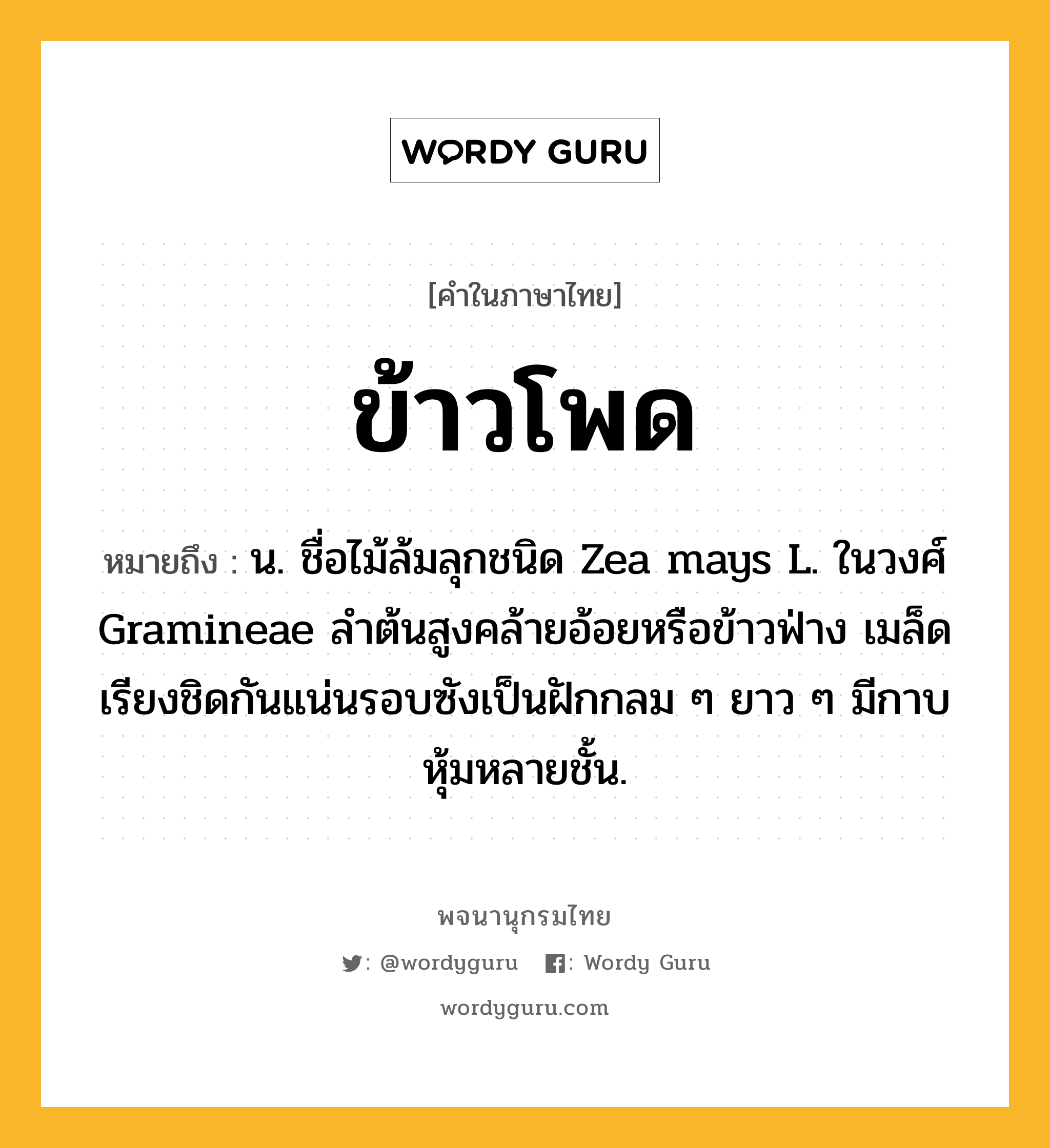 ข้าวโพด หมายถึงอะไร?, คำในภาษาไทย ข้าวโพด หมายถึง น. ชื่อไม้ล้มลุกชนิด Zea mays L. ในวงศ์ Gramineae ลําต้นสูงคล้ายอ้อยหรือข้าวฟ่าง เมล็ดเรียงชิดกันแน่นรอบซังเป็นฝักกลม ๆ ยาว ๆ มีกาบหุ้มหลายชั้น.