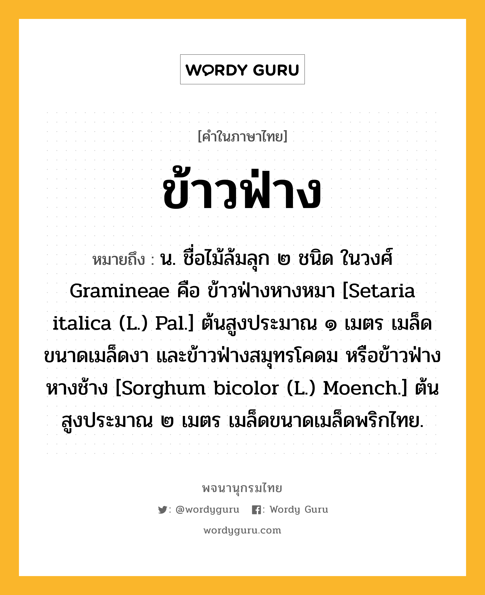 ข้าวฟ่าง หมายถึงอะไร?, คำในภาษาไทย ข้าวฟ่าง หมายถึง น. ชื่อไม้ล้มลุก ๒ ชนิด ในวงศ์ Gramineae คือ ข้าวฟ่างหางหมา [Setaria italica (L.) Pal.] ต้นสูงประมาณ ๑ เมตร เมล็ดขนาดเมล็ดงา และข้าวฟ่างสมุทรโคดม หรือข้าวฟ่างหางช้าง [Sorghum bicolor (L.) Moench.] ต้นสูงประมาณ ๒ เมตร เมล็ดขนาดเมล็ดพริกไทย.