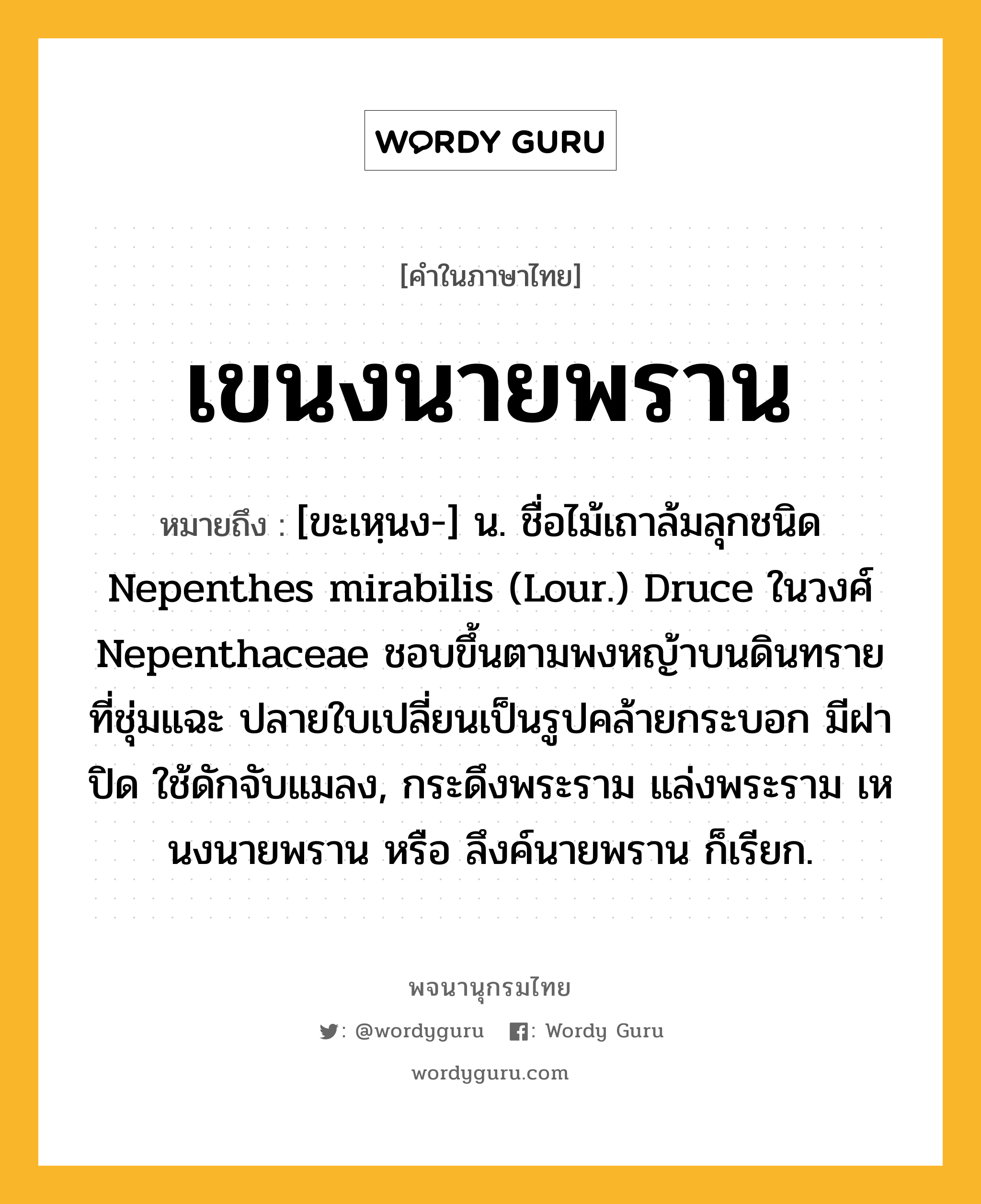 เขนงนายพราน ความหมาย หมายถึงอะไร?, คำในภาษาไทย เขนงนายพราน หมายถึง [ขะเหฺนง-] น. ชื่อไม้เถาล้มลุกชนิด Nepenthes mirabilis (Lour.) Druce ในวงศ์ Nepenthaceae ชอบขึ้นตามพงหญ้าบนดินทรายที่ชุ่มแฉะ ปลายใบเปลี่ยนเป็นรูปคล้ายกระบอก มีฝาปิด ใช้ดักจับแมลง, กระดึงพระราม แล่งพระราม เหนงนายพราน หรือ ลึงค์นายพราน ก็เรียก.