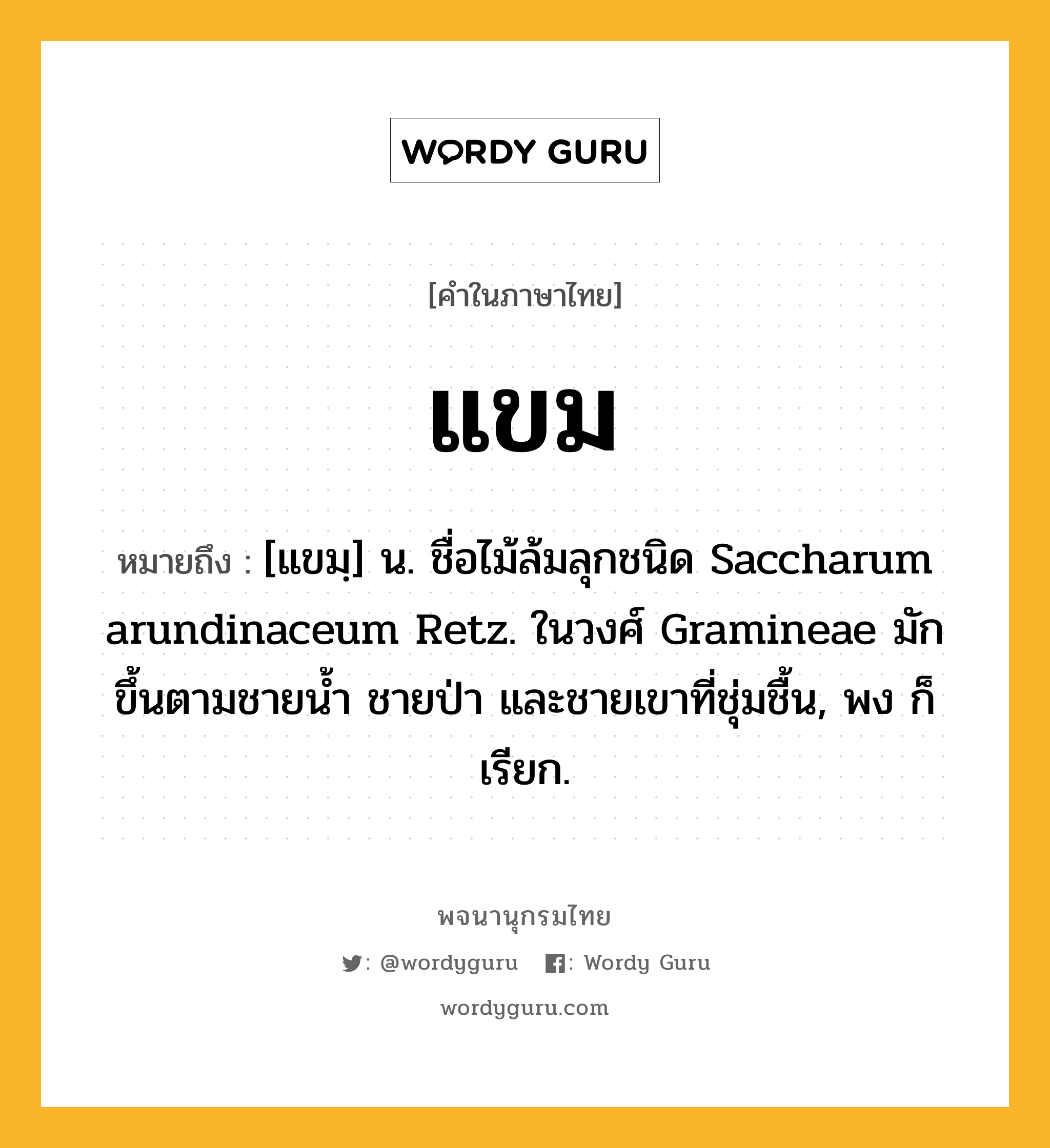 แขม หมายถึงอะไร?, คำในภาษาไทย แขม หมายถึง [แขมฺ] น. ชื่อไม้ล้มลุกชนิด Saccharum arundinaceum Retz. ในวงศ์ Gramineae มักขึ้นตามชายนํ้า ชายป่า และชายเขาที่ชุ่มชื้น, พง ก็เรียก.