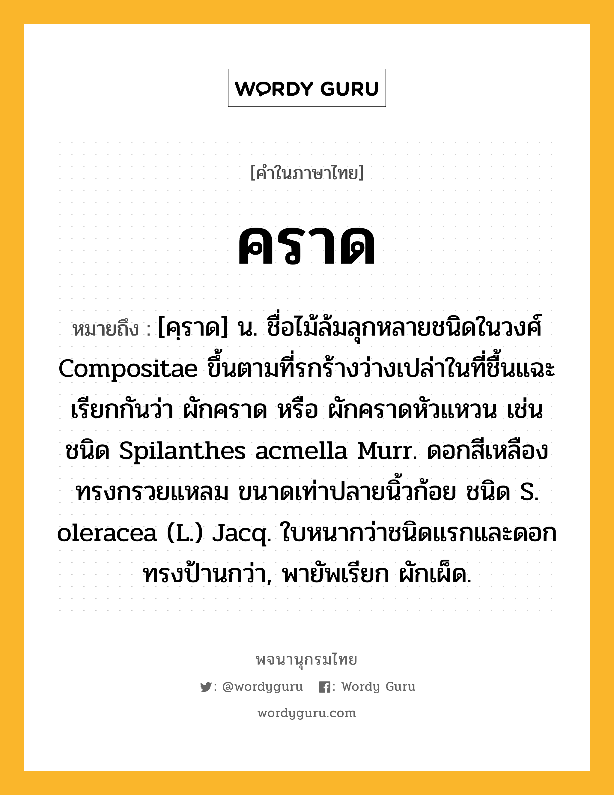 คราด หมายถึงอะไร?, คำในภาษาไทย คราด หมายถึง [คฺราด] น. ชื่อไม้ล้มลุกหลายชนิดในวงศ์ Compositae ขึ้นตามที่รกร้างว่างเปล่าในที่ชื้นแฉะ เรียกกันว่า ผักคราด หรือ ผักคราดหัวแหวน เช่น ชนิด Spilanthes acmella Murr. ดอกสีเหลืองทรงกรวยแหลม ขนาดเท่าปลายนิ้วก้อย ชนิด S. oleracea (L.) Jacq. ใบหนากว่าชนิดแรกและดอกทรงป้านกว่า, พายัพเรียก ผักเผ็ด.