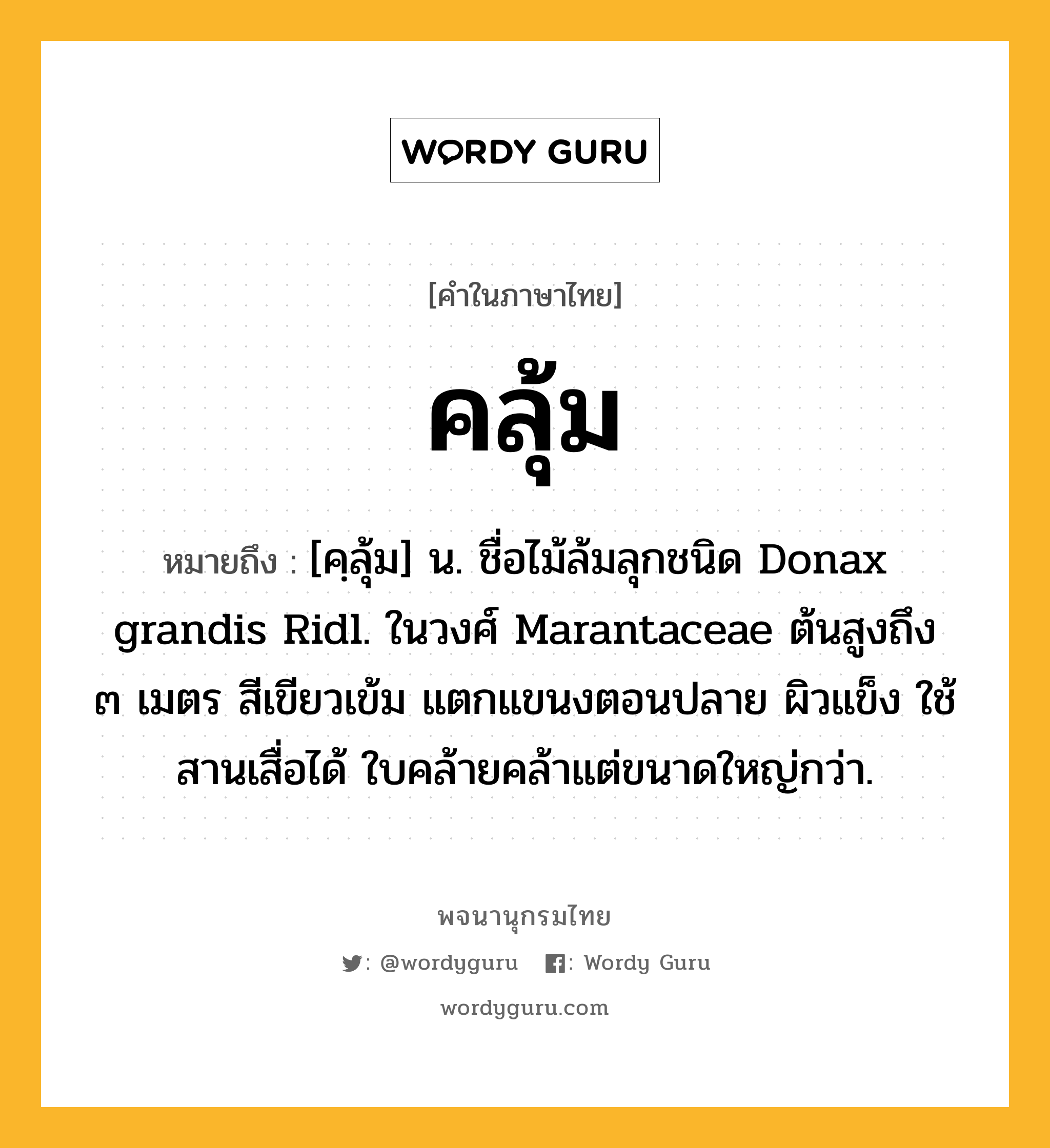 คลุ้ม หมายถึงอะไร?, คำในภาษาไทย คลุ้ม หมายถึง [คฺลุ้ม] น. ชื่อไม้ล้มลุกชนิด Donax grandis Ridl. ในวงศ์ Marantaceae ต้นสูงถึง ๓ เมตร สีเขียวเข้ม แตกแขนงตอนปลาย ผิวแข็ง ใช้สานเสื่อได้ ใบคล้ายคล้าแต่ขนาดใหญ่กว่า.