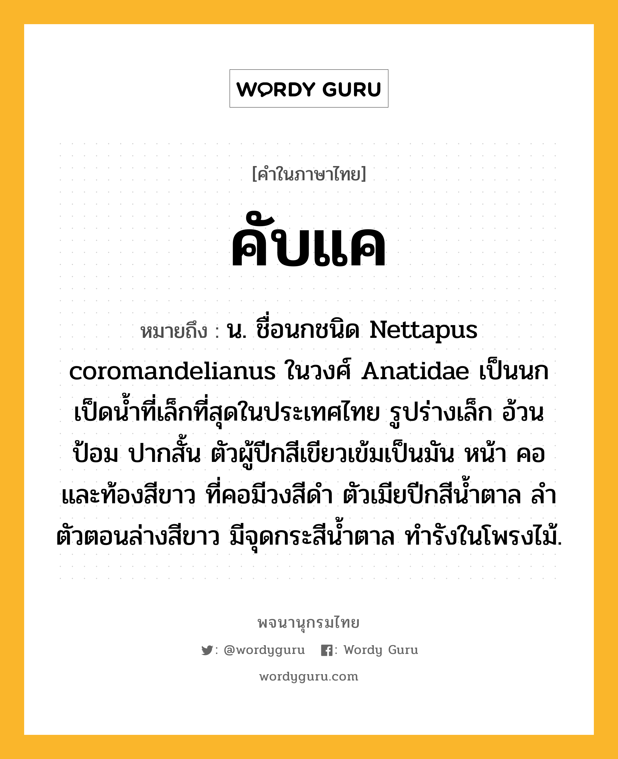 คับแค หมายถึงอะไร?, คำในภาษาไทย คับแค หมายถึง น. ชื่อนกชนิด Nettapus coromandelianus ในวงศ์ Anatidae เป็นนกเป็ดนํ้าที่เล็กที่สุดในประเทศไทย รูปร่างเล็ก อ้วนป้อม ปากสั้น ตัวผู้ปีกสีเขียวเข้มเป็นมัน หน้า คอ และท้องสีขาว ที่คอมีวงสีดํา ตัวเมียปีกสีนํ้าตาล ลําตัวตอนล่างสีขาว มีจุดกระสีนํ้าตาล ทํารังในโพรงไม้.