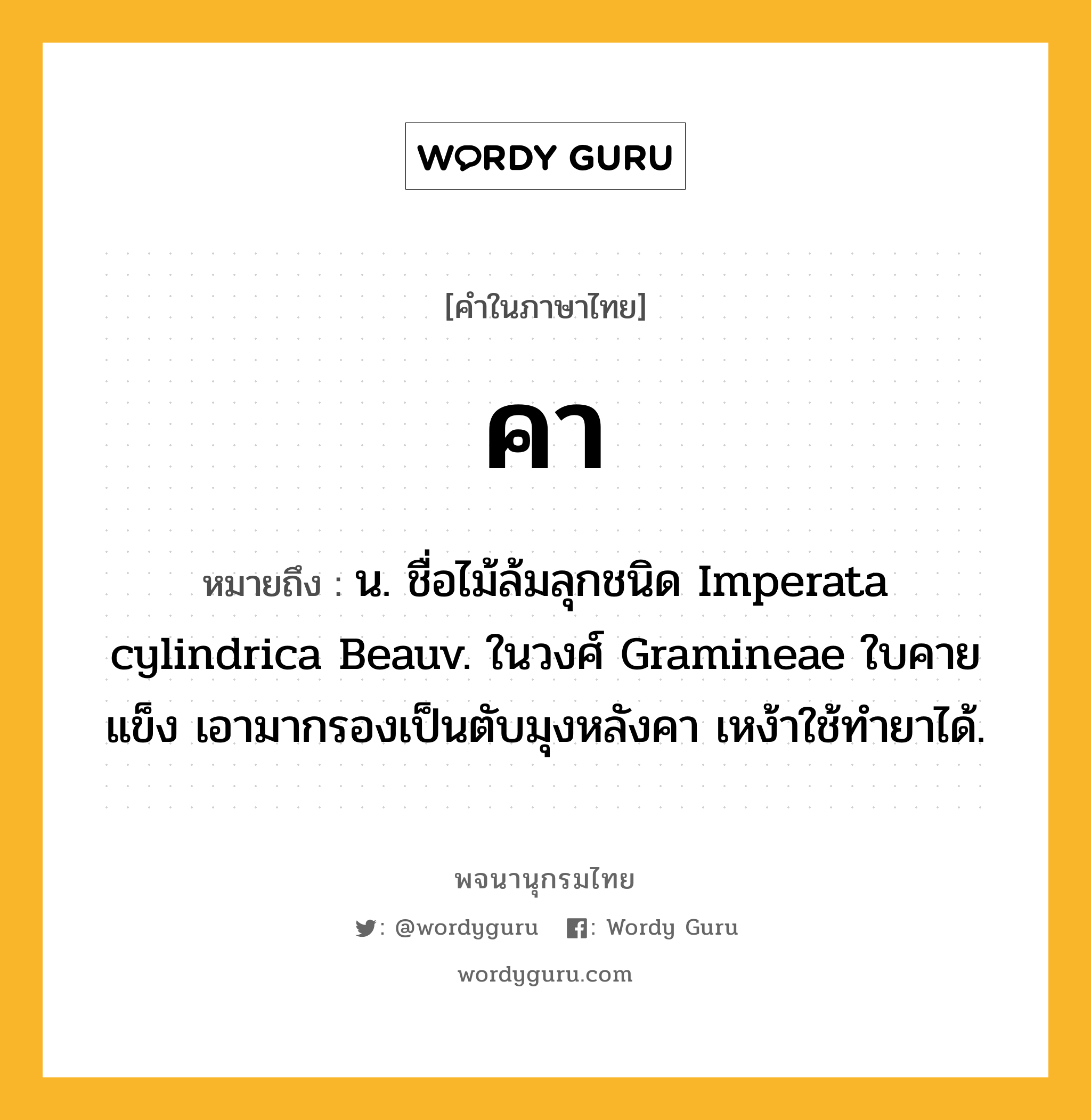 คา หมายถึงอะไร?, คำในภาษาไทย คา หมายถึง น. ชื่อไม้ล้มลุกชนิด Imperata cylindrica Beauv. ในวงศ์ Gramineae ใบคาย แข็ง เอามากรองเป็นตับมุงหลังคา เหง้าใช้ทํายาได้.