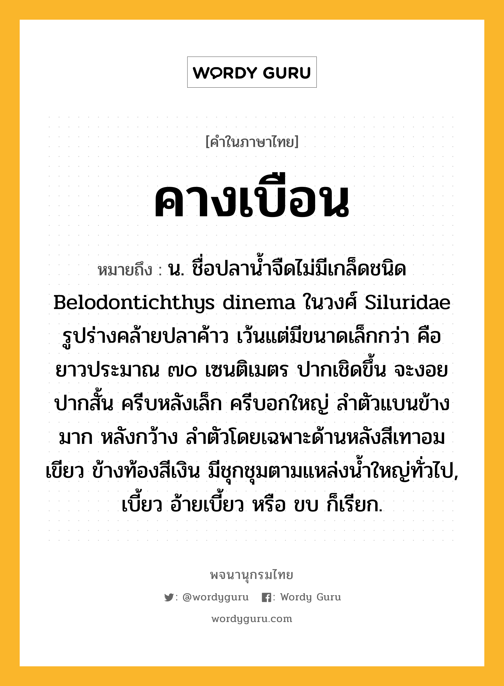 คางเบือน หมายถึงอะไร?, คำในภาษาไทย คางเบือน หมายถึง น. ชื่อปลานํ้าจืดไม่มีเกล็ดชนิด Belodontichthys dinema ในวงศ์ Siluridae รูปร่างคล้ายปลาค้าว เว้นแต่มีขนาดเล็กกว่า คือ ยาวประมาณ ๗๐ เซนติเมตร ปากเชิดขึ้น จะงอยปากสั้น ครีบหลังเล็ก ครีบอกใหญ่ ลําตัวแบนข้างมาก หลังกว้าง ลําตัวโดยเฉพาะด้านหลังสีเทาอมเขียว ข้างท้องสีเงิน มีชุกชุมตามแหล่งนํ้าใหญ่ทั่วไป, เบี้ยว อ้ายเบี้ยว หรือ ขบ ก็เรียก.