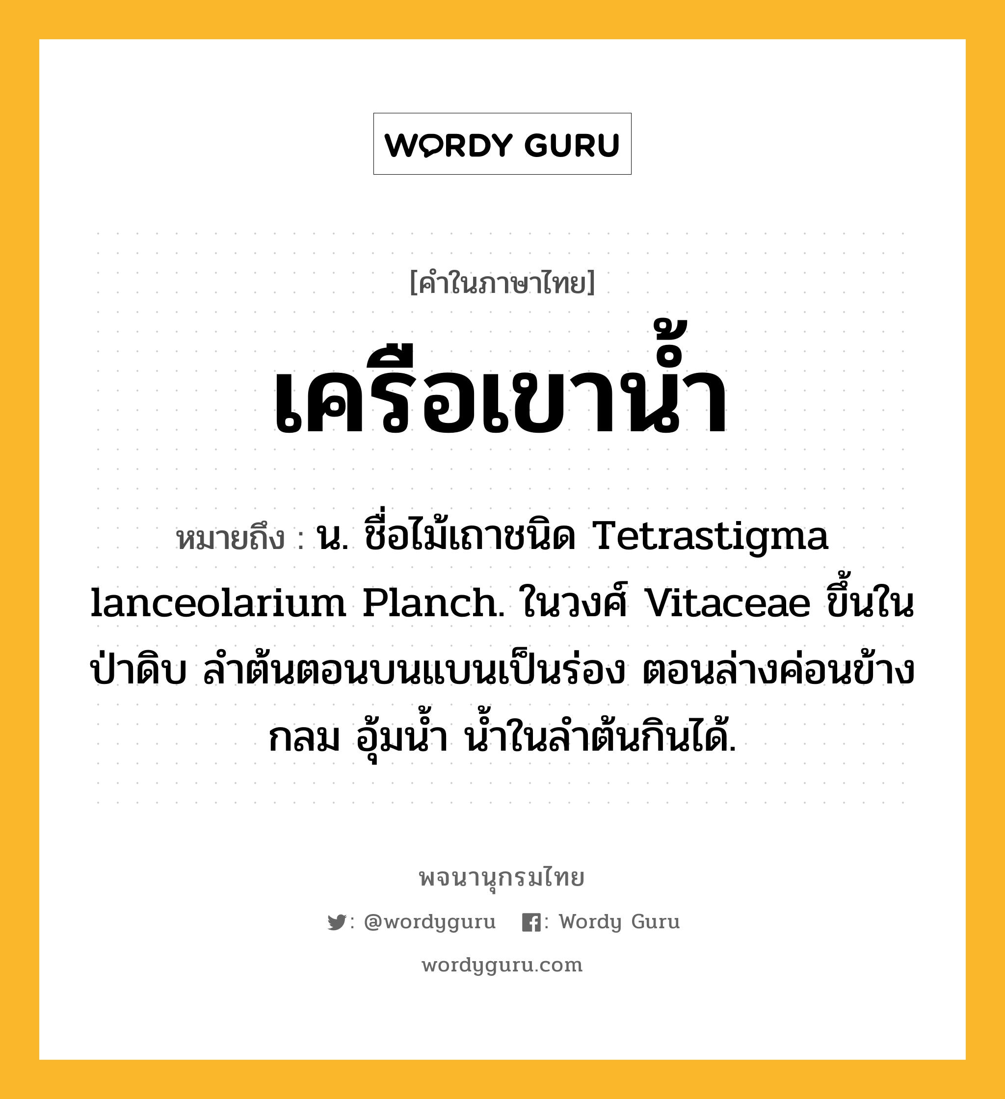 เครือเขาน้ำ หมายถึงอะไร?, คำในภาษาไทย เครือเขาน้ำ หมายถึง น. ชื่อไม้เถาชนิด Tetrastigma lanceolarium Planch. ในวงศ์ Vitaceae ขึ้นในป่าดิบ ลําต้นตอนบนแบนเป็นร่อง ตอนล่างค่อนข้างกลม อุ้มนํ้า นํ้าในลําต้นกินได้.