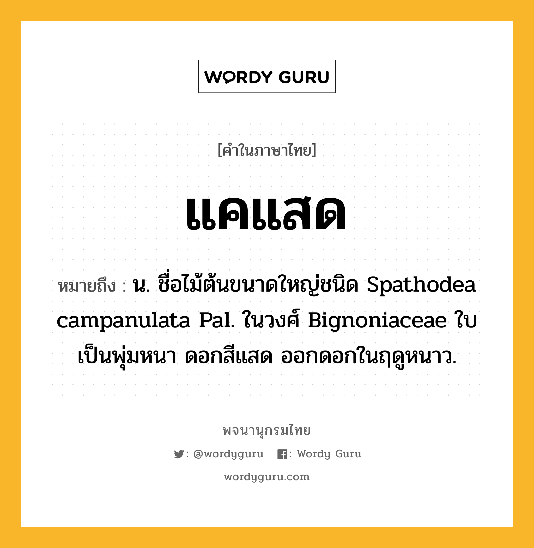 แคแสด หมายถึงอะไร?, คำในภาษาไทย แคแสด หมายถึง น. ชื่อไม้ต้นขนาดใหญ่ชนิด Spathodea campanulata Pal. ในวงศ์ Bignoniaceae ใบเป็นพุ่มหนา ดอกสีแสด ออกดอกในฤดูหนาว.