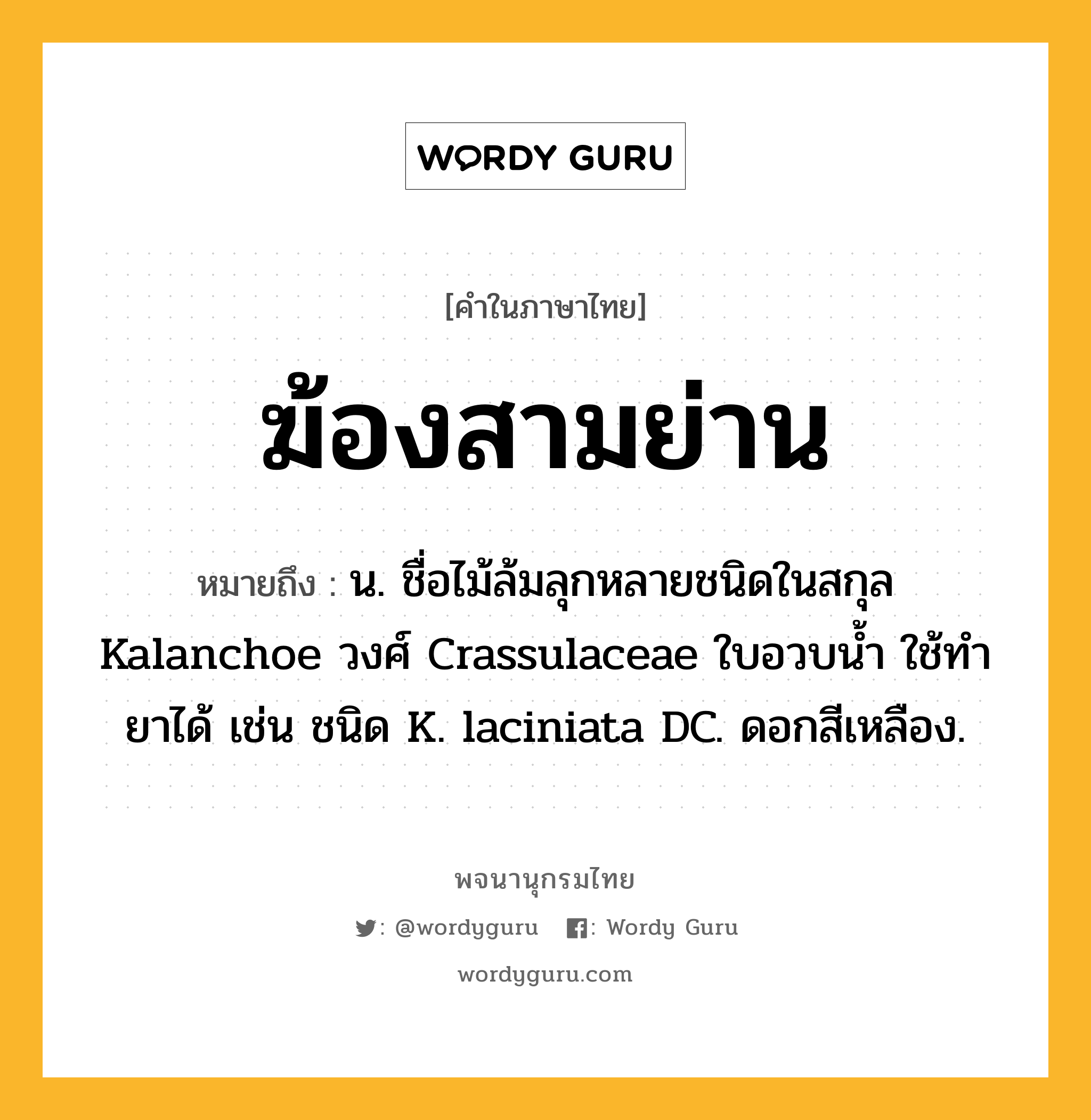 ฆ้องสามย่าน ความหมาย หมายถึงอะไร?, คำในภาษาไทย ฆ้องสามย่าน หมายถึง น. ชื่อไม้ล้มลุกหลายชนิดในสกุล Kalanchoe วงศ์ Crassulaceae ใบอวบนํ้า ใช้ทํายาได้ เช่น ชนิด K. laciniata DC. ดอกสีเหลือง.