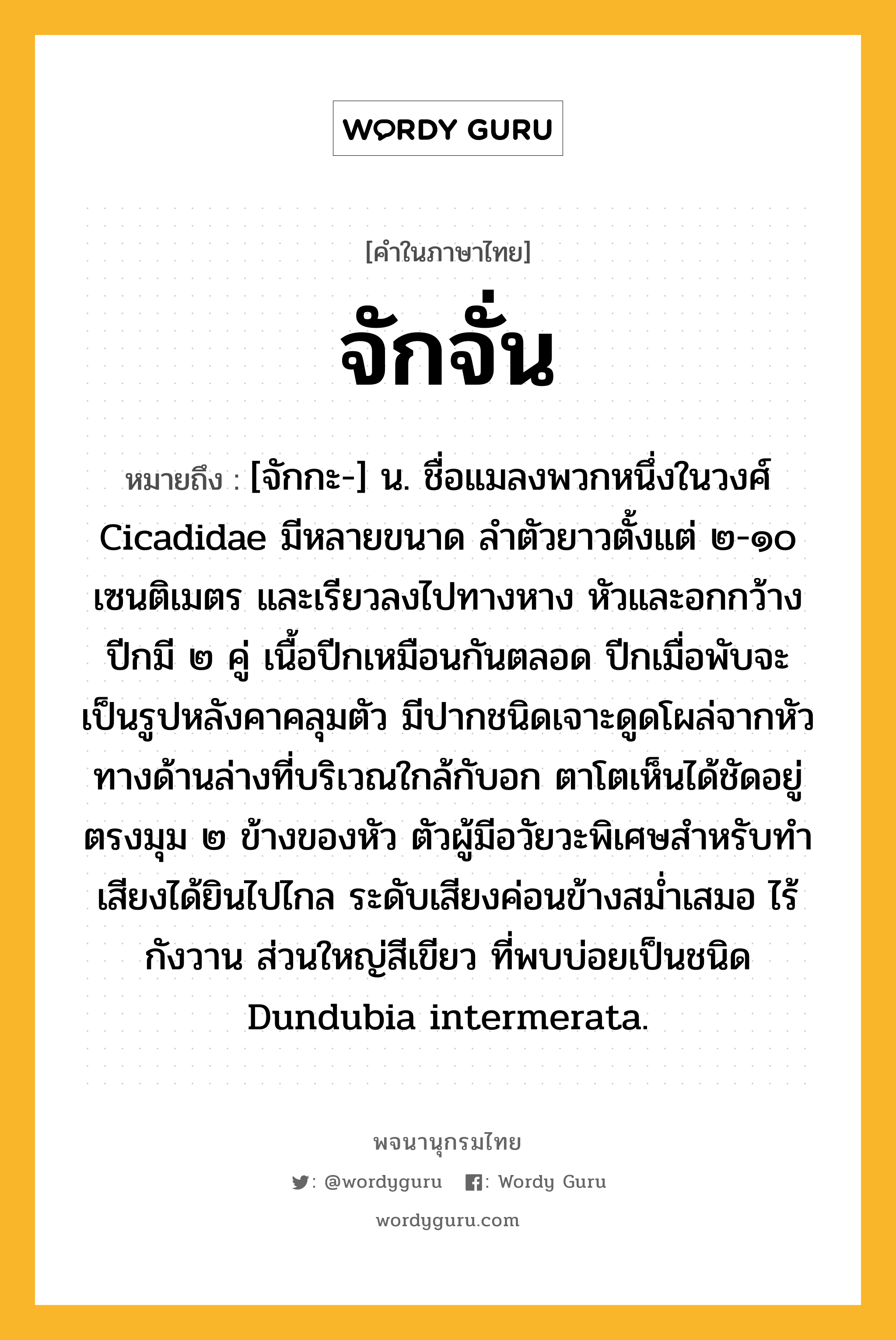 จักจั่น หมายถึงอะไร?, คำในภาษาไทย จักจั่น หมายถึง [จักกะ-] น. ชื่อแมลงพวกหนึ่งในวงศ์ Cicadidae มีหลายขนาด ลําตัวยาวตั้งแต่ ๒-๑๐ เซนติเมตร และเรียวลงไปทางหาง หัวและอกกว้าง ปีกมี ๒ คู่ เนื้อปีกเหมือนกันตลอด ปีกเมื่อพับจะเป็นรูปหลังคาคลุมตัว มีปากชนิดเจาะดูดโผล่จากหัวทางด้านล่างที่บริเวณใกล้กับอก ตาโตเห็นได้ชัดอยู่ตรงมุม ๒ ข้างของหัว ตัวผู้มีอวัยวะพิเศษสําหรับทําเสียงได้ยินไปไกล ระดับเสียงค่อนข้างสมํ่าเสมอ ไร้กังวาน ส่วนใหญ่สีเขียว ที่พบบ่อยเป็นชนิด Dundubia intermerata.