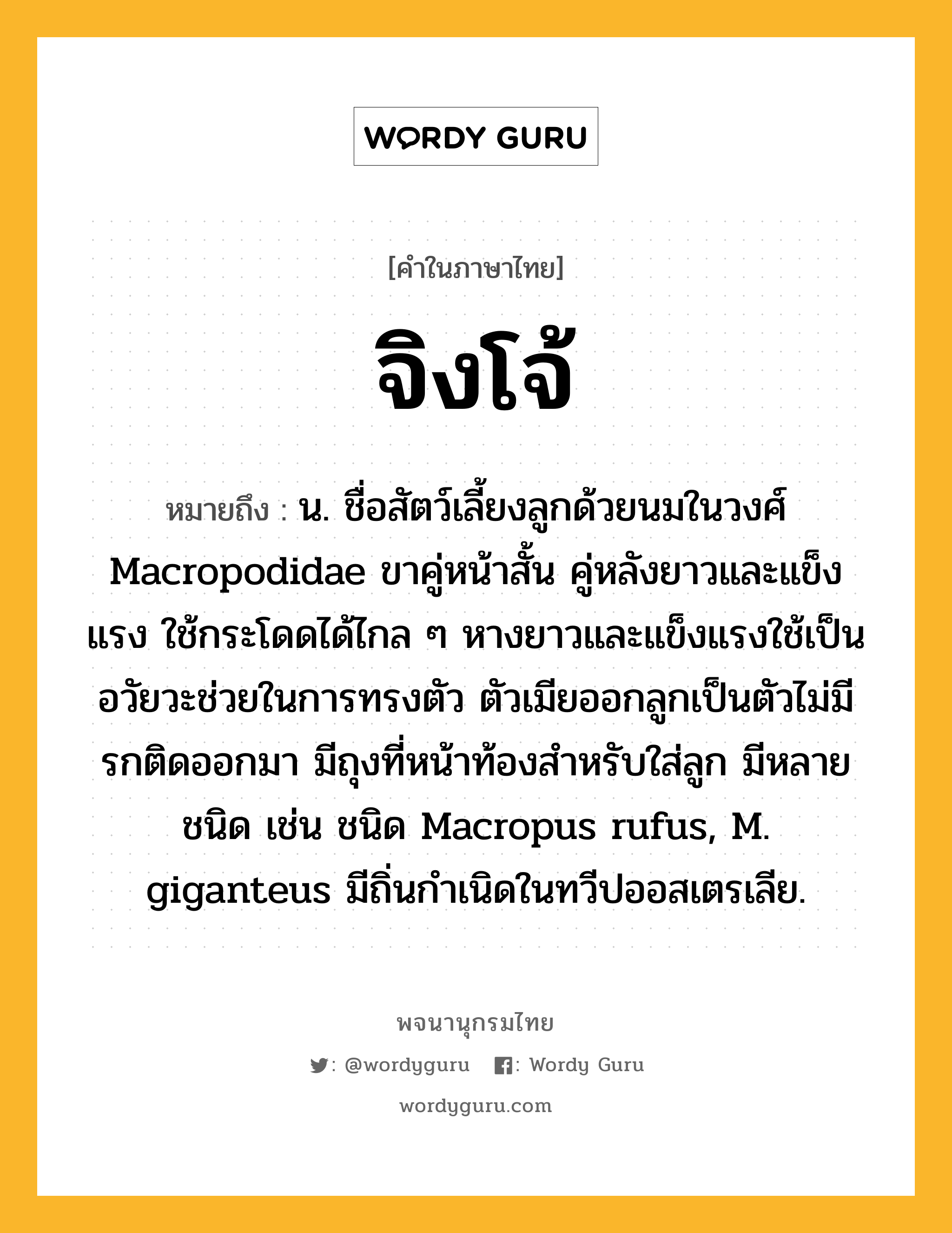 จิงโจ้ หมายถึงอะไร?, คำในภาษาไทย จิงโจ้ หมายถึง น. ชื่อสัตว์เลี้ยงลูกด้วยนมในวงศ์ Macropodidae ขาคู่หน้าสั้น คู่หลังยาวและแข็งแรง ใช้กระโดดได้ไกล ๆ หางยาวและแข็งแรงใช้เป็นอวัยวะช่วยในการทรงตัว ตัวเมียออกลูกเป็นตัวไม่มีรกติดออกมา มีถุงที่หน้าท้องสําหรับใส่ลูก มีหลายชนิด เช่น ชนิด Macropus rufus, M. giganteus มีถิ่นกําเนิดในทวีปออสเตรเลีย.