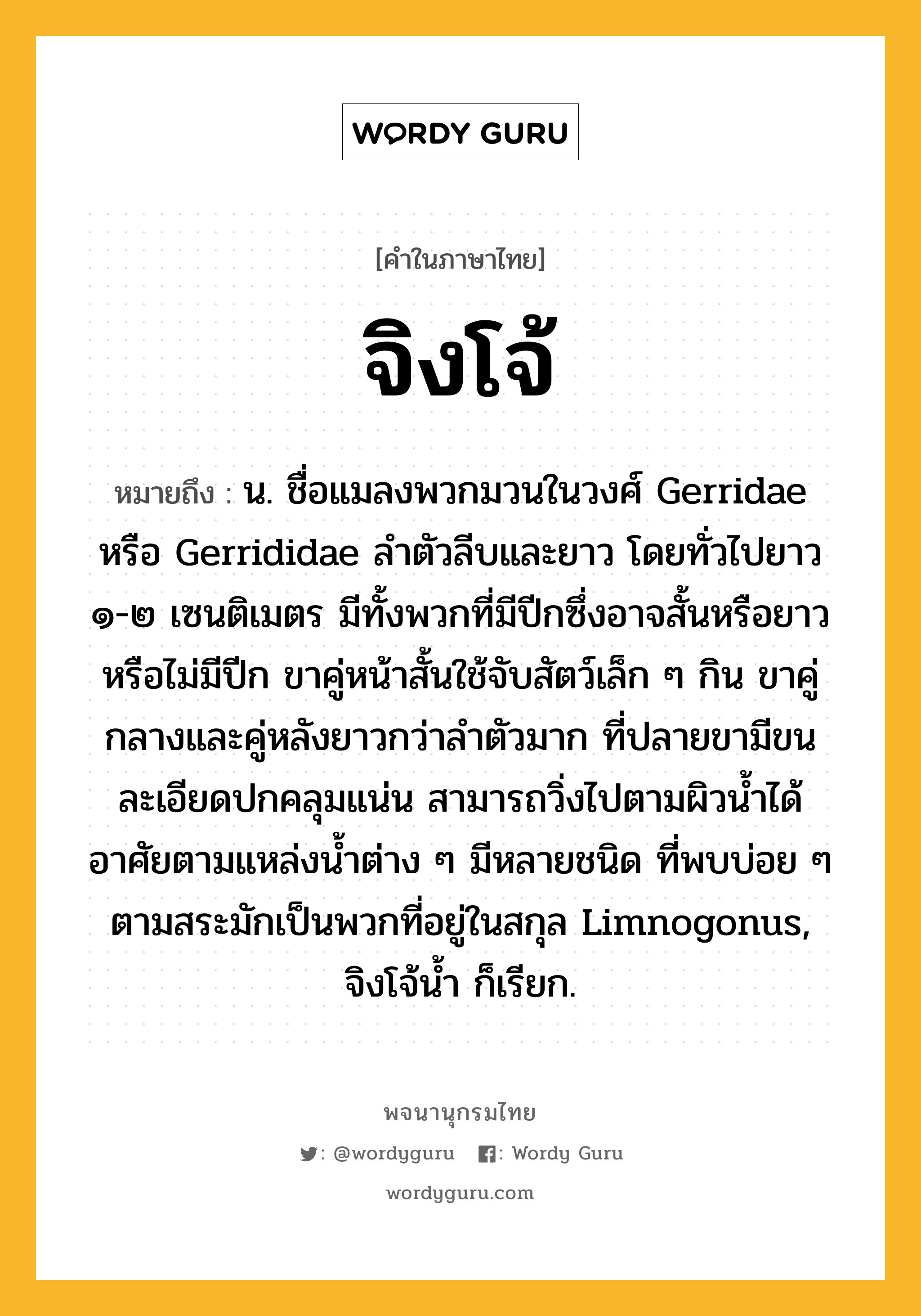 จิงโจ้ หมายถึงอะไร?, คำในภาษาไทย จิงโจ้ หมายถึง น. ชื่อแมลงพวกมวนในวงศ์ Gerridae หรือ Gerrididae ลําตัวลีบและยาว โดยทั่วไปยาว ๑-๒ เซนติเมตร มีทั้งพวกที่มีปีกซึ่งอาจสั้นหรือยาวหรือไม่มีปีก ขาคู่หน้าสั้นใช้จับสัตว์เล็ก ๆ กิน ขาคู่กลางและคู่หลังยาวกว่าลําตัวมาก ที่ปลายขามีขนละเอียดปกคลุมแน่น สามารถวิ่งไปตามผิวนํ้าได้ อาศัยตามแหล่งนํ้าต่าง ๆ มีหลายชนิด ที่พบบ่อย ๆ ตามสระมักเป็นพวกที่อยู่ในสกุล Limnogonus, จิงโจ้นํ้า ก็เรียก.