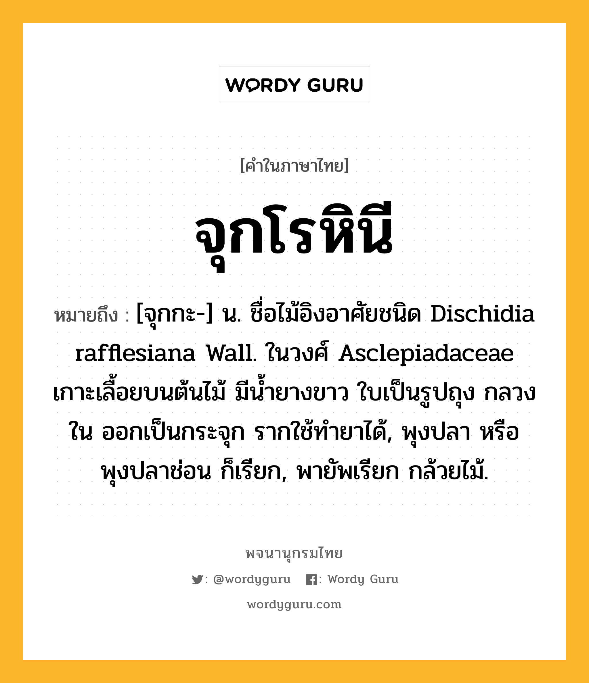 จุกโรหินี หมายถึงอะไร?, คำในภาษาไทย จุกโรหินี หมายถึง [จุกกะ-] น. ชื่อไม้อิงอาศัยชนิด Dischidia rafflesiana Wall. ในวงศ์ Asclepiadaceae เกาะเลื้อยบนต้นไม้ มีนํ้ายางขาว ใบเป็นรูปถุง กลวงใน ออกเป็นกระจุก รากใช้ทํายาได้, พุงปลา หรือ พุงปลาช่อน ก็เรียก, พายัพเรียก กล้วยไม้.