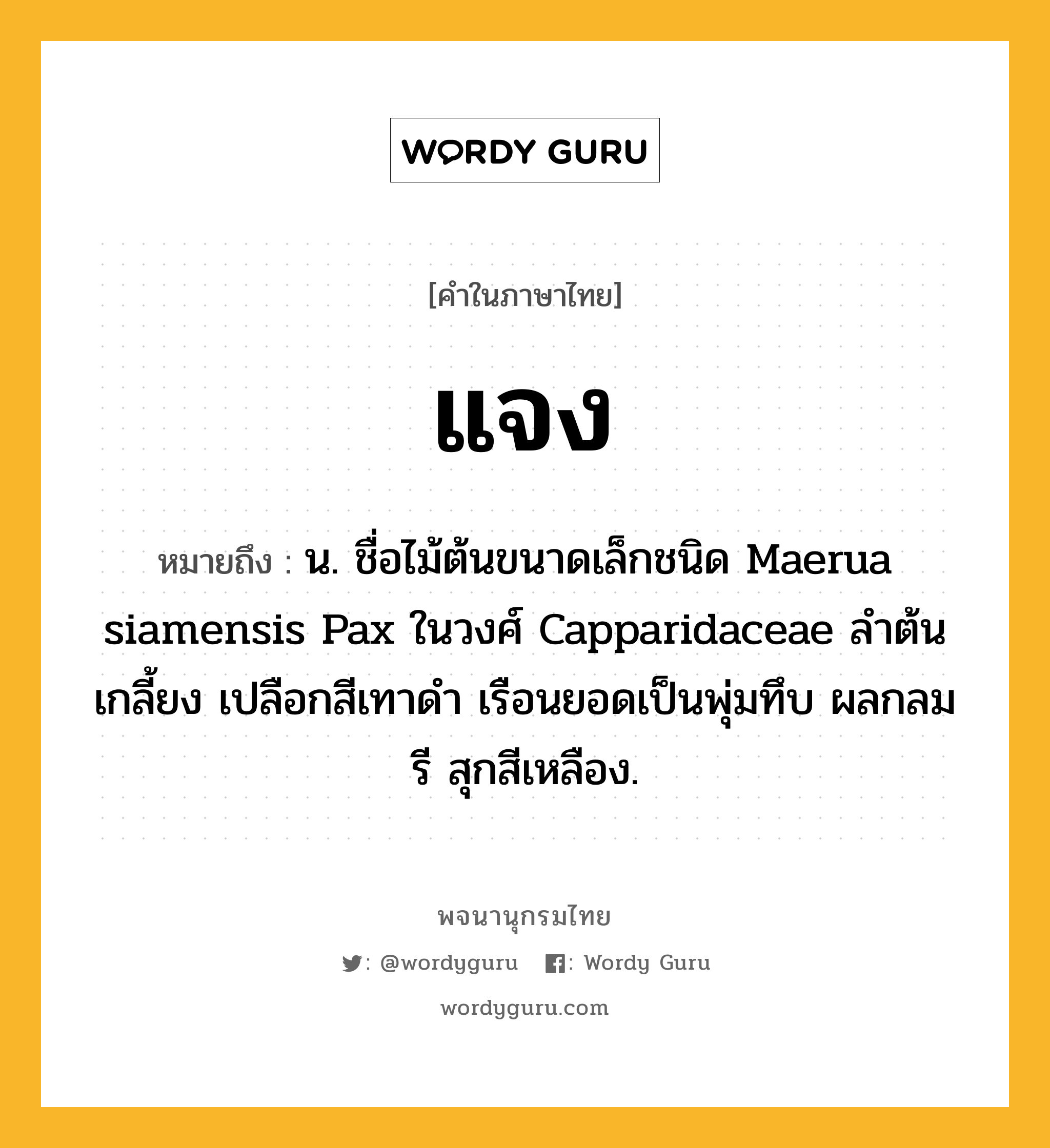 แจง หมายถึงอะไร?, คำในภาษาไทย แจง หมายถึง น. ชื่อไม้ต้นขนาดเล็กชนิด Maerua siamensis Pax ในวงศ์ Capparidaceae ลําต้นเกลี้ยง เปลือกสีเทาดํา เรือนยอดเป็นพุ่มทึบ ผลกลมรี สุกสีเหลือง.