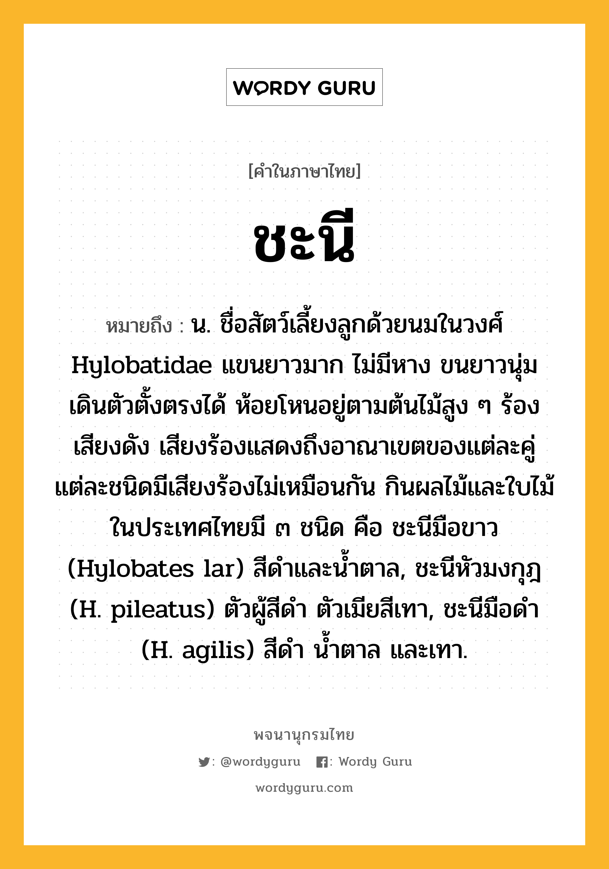 ชะนี หมายถึงอะไร?, คำในภาษาไทย ชะนี หมายถึง น. ชื่อสัตว์เลี้ยงลูกด้วยนมในวงศ์ Hylobatidae แขนยาวมาก ไม่มีหาง ขนยาวนุ่ม เดินตัวตั้งตรงได้ ห้อยโหนอยู่ตามต้นไม้สูง ๆ ร้องเสียงดัง เสียงร้องแสดงถึงอาณาเขตของแต่ละคู่ แต่ละชนิดมีเสียงร้องไม่เหมือนกัน กินผลไม้และใบไม้ ในประเทศไทยมี ๓ ชนิด คือ ชะนีมือขาว (Hylobates lar) สีดําและนํ้าตาล, ชะนีหัวมงกุฎ (H. pileatus) ตัวผู้สีดํา ตัวเมียสีเทา, ชะนีมือดํา (H. agilis) สีดํา นํ้าตาล และเทา.