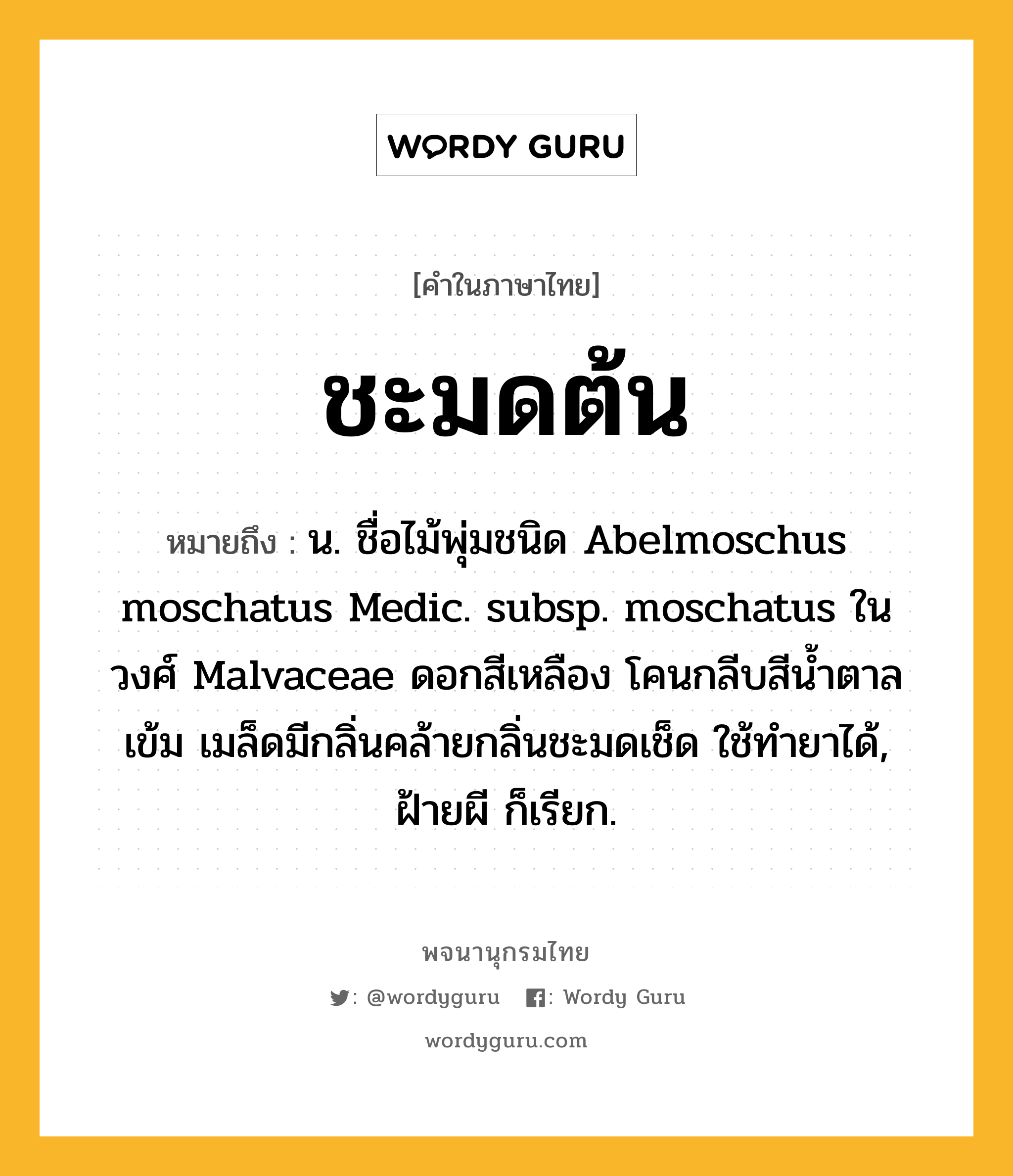 ชะมดต้น ความหมาย หมายถึงอะไร?, คำในภาษาไทย ชะมดต้น หมายถึง น. ชื่อไม้พุ่มชนิด Abelmoschus moschatus Medic. subsp. moschatus ในวงศ์ Malvaceae ดอกสีเหลือง โคนกลีบสีนํ้าตาลเข้ม เมล็ดมีกลิ่นคล้ายกลิ่นชะมดเช็ด ใช้ทํายาได้, ฝ้ายผี ก็เรียก.