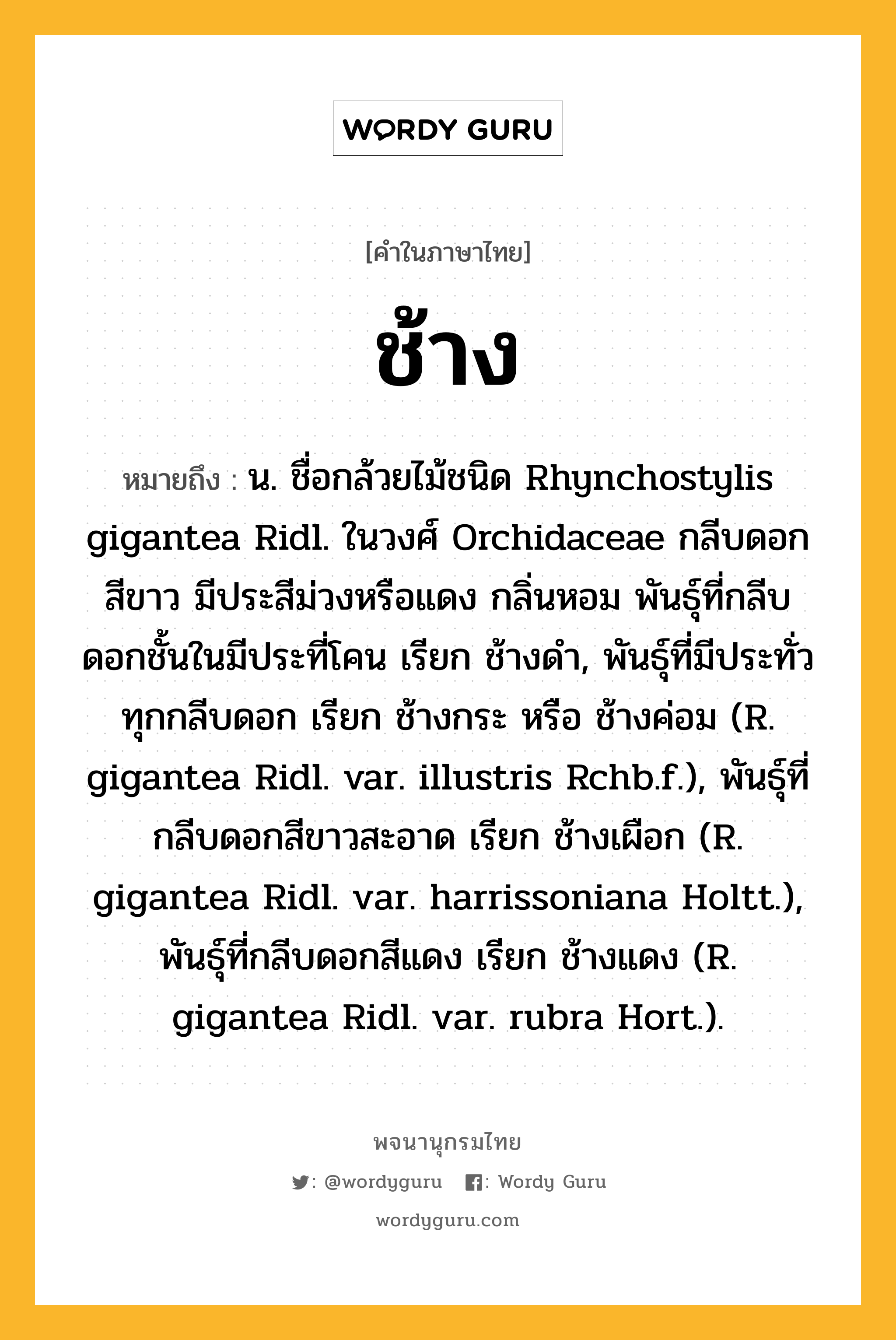 ช้าง หมายถึงอะไร?, คำในภาษาไทย ช้าง หมายถึง น. ชื่อกล้วยไม้ชนิด Rhynchostylis gigantea Ridl. ในวงศ์ Orchidaceae กลีบดอกสีขาว มีประสีม่วงหรือแดง กลิ่นหอม พันธุ์ที่กลีบดอกชั้นในมีประที่โคน เรียก ช้างดํา, พันธุ์ที่มีประทั่วทุกกลีบดอก เรียก ช้างกระ หรือ ช้างค่อม (R. gigantea Ridl. var. illustris Rchb.f.), พันธุ์ที่กลีบดอกสีขาวสะอาด เรียก ช้างเผือก (R. gigantea Ridl. var. harrissoniana Holtt.), พันธุ์ที่กลีบดอกสีแดง เรียก ช้างแดง (R. gigantea Ridl. var. rubra Hort.).