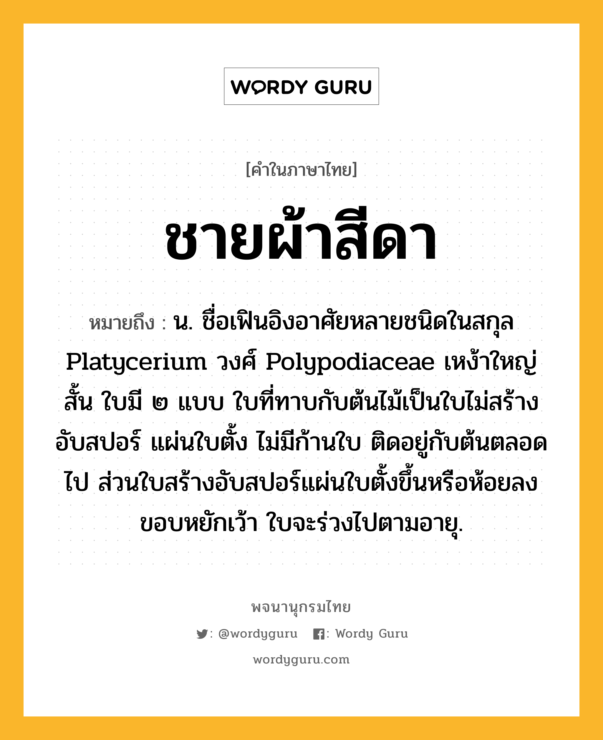 ชายผ้าสีดา หมายถึงอะไร?, คำในภาษาไทย ชายผ้าสีดา หมายถึง น. ชื่อเฟินอิงอาศัยหลายชนิดในสกุล Platycerium วงศ์ Polypodiaceae เหง้าใหญ่สั้น ใบมี ๒ แบบ ใบที่ทาบกับต้นไม้เป็นใบไม่สร้างอับสปอร์ แผ่นใบตั้ง ไม่มีก้านใบ ติดอยู่กับต้นตลอดไป ส่วนใบสร้างอับสปอร์แผ่นใบตั้งขึ้นหรือห้อยลง ขอบหยักเว้า ใบจะร่วงไปตามอายุ.