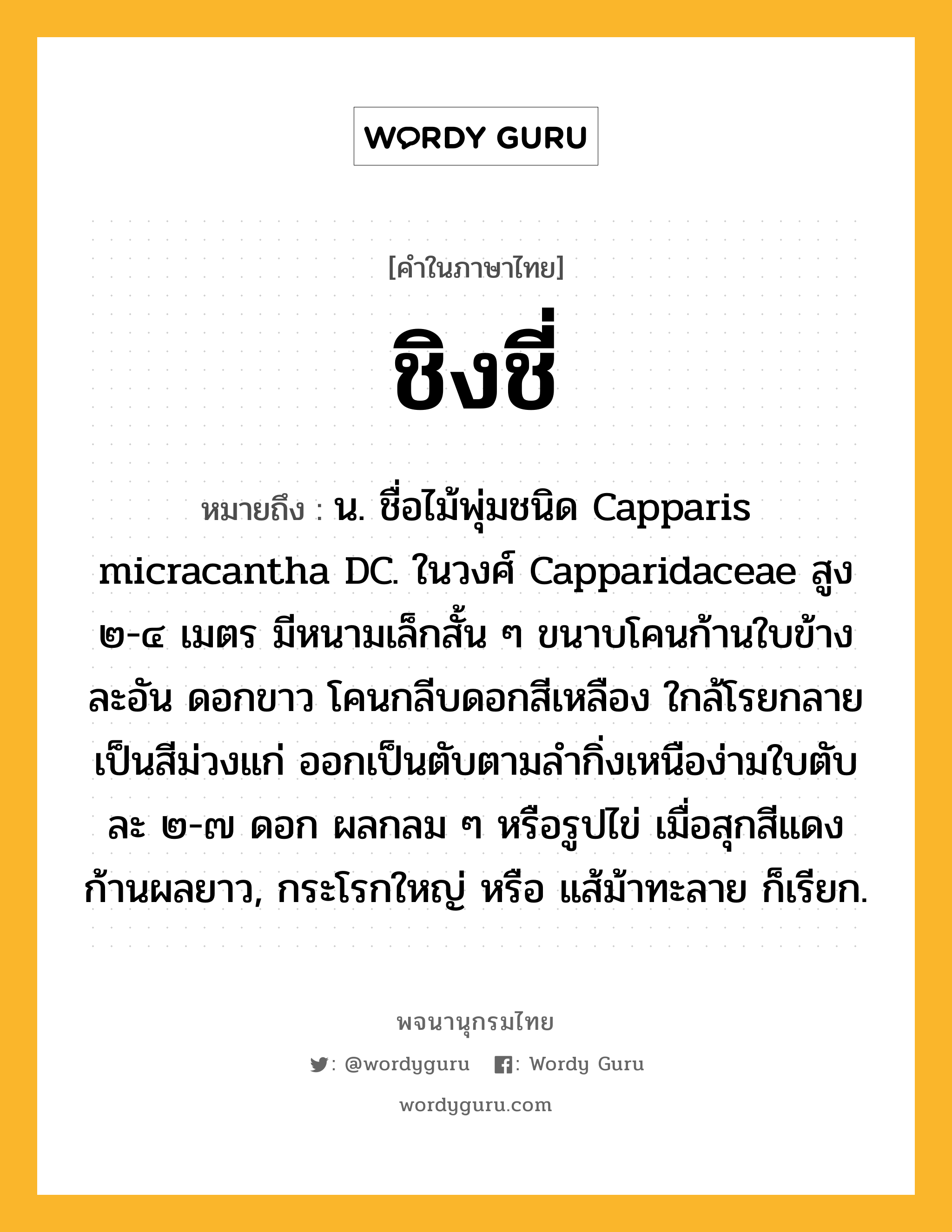 ชิงชี่ หมายถึงอะไร?, คำในภาษาไทย ชิงชี่ หมายถึง น. ชื่อไม้พุ่มชนิด Capparis micracantha DC. ในวงศ์ Capparidaceae สูง ๒-๔ เมตร มีหนามเล็กสั้น ๆ ขนาบโคนก้านใบข้างละอัน ดอกขาว โคนกลีบดอกสีเหลือง ใกล้โรยกลายเป็นสีม่วงแก่ ออกเป็นตับตามลํากิ่งเหนือง่ามใบตับละ ๒-๗ ดอก ผลกลม ๆ หรือรูปไข่ เมื่อสุกสีแดง ก้านผลยาว, กระโรกใหญ่ หรือ แส้ม้าทะลาย ก็เรียก.