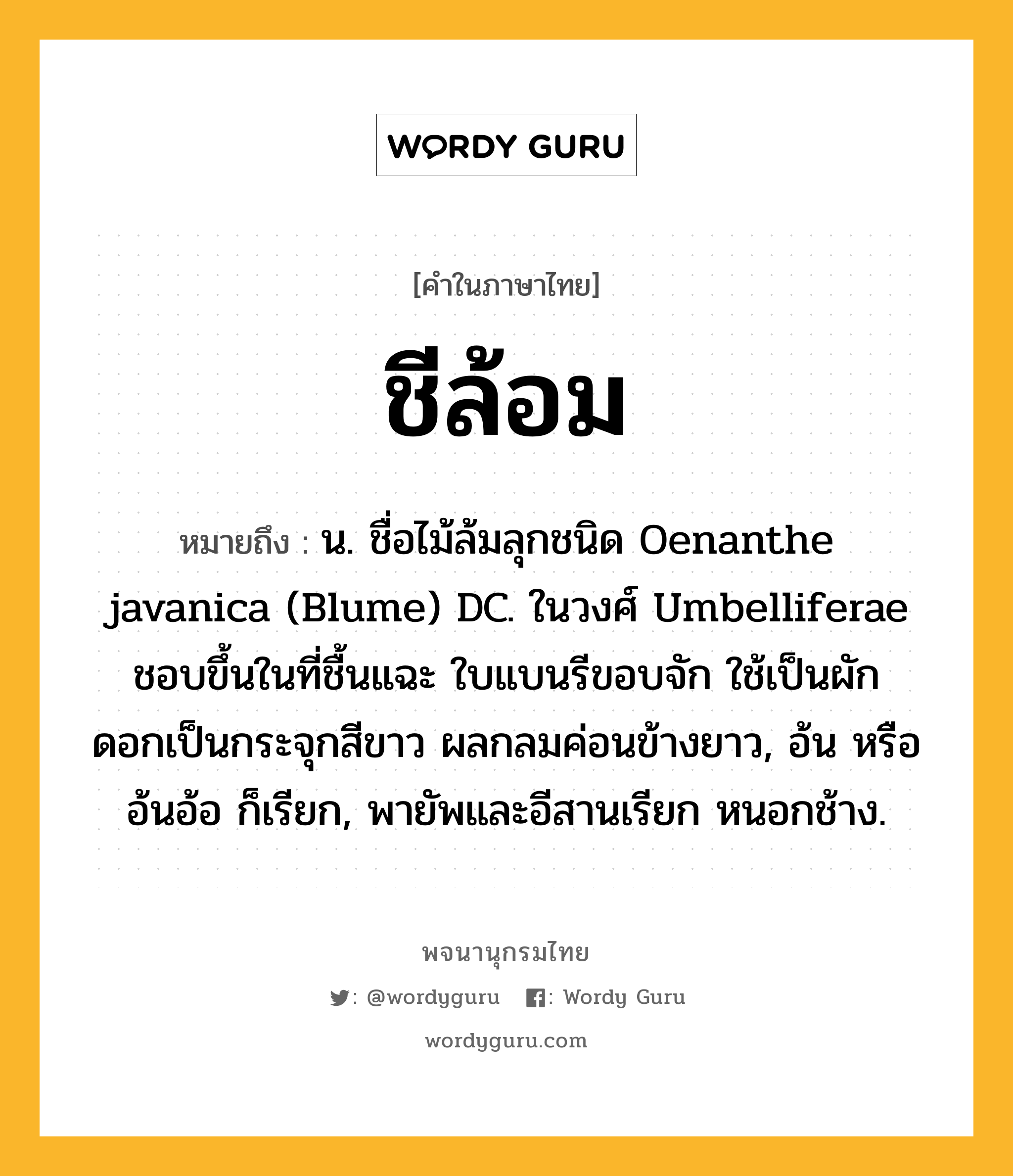 ชีล้อม หมายถึงอะไร?, คำในภาษาไทย ชีล้อม หมายถึง น. ชื่อไม้ล้มลุกชนิด Oenanthe javanica (Blume) DC. ในวงศ์ Umbelliferae ชอบขึ้นในที่ชื้นแฉะ ใบแบนรีขอบจัก ใช้เป็นผัก ดอกเป็นกระจุกสีขาว ผลกลมค่อนข้างยาว, อ้น หรือ อ้นอ้อ ก็เรียก, พายัพและอีสานเรียก หนอกช้าง.