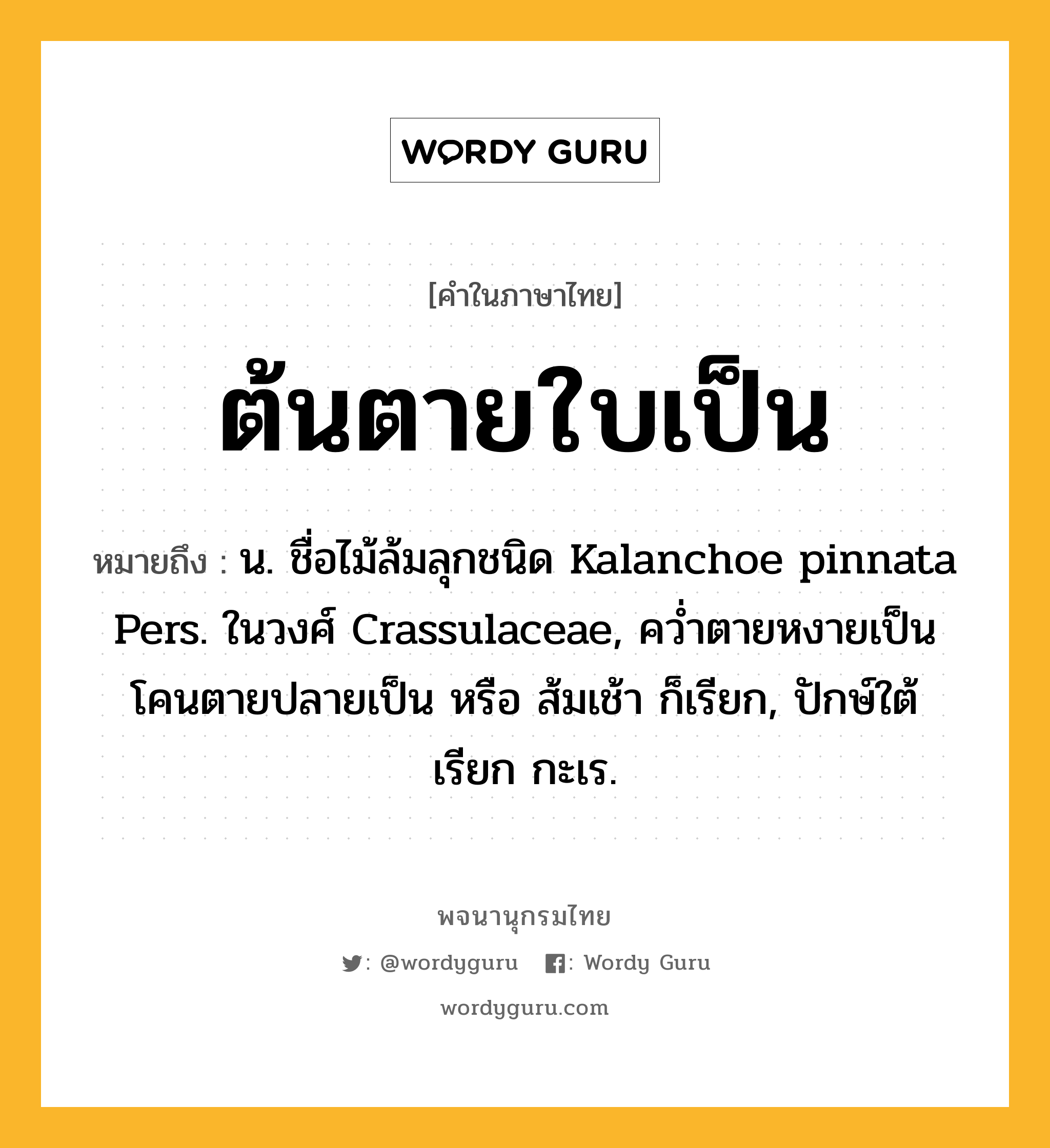 ต้นตายใบเป็น หมายถึงอะไร?, คำในภาษาไทย ต้นตายใบเป็น หมายถึง น. ชื่อไม้ล้มลุกชนิด Kalanchoe pinnata Pers. ในวงศ์ Crassulaceae, คว่ำตายหงายเป็น โคนตายปลายเป็น หรือ ส้มเช้า ก็เรียก, ปักษ์ใต้เรียก กะเร.