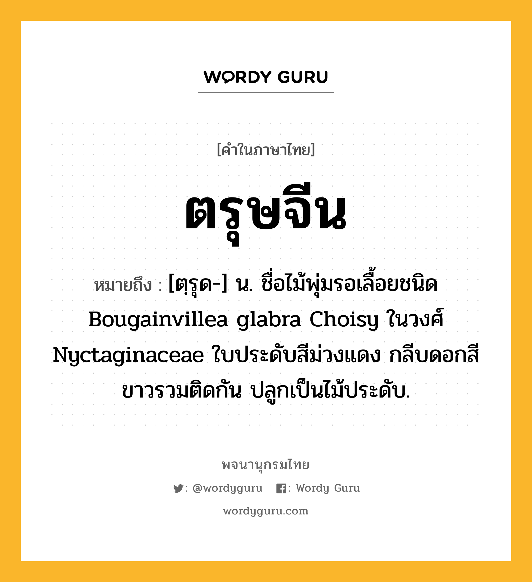 ตรุษจีน หมายถึงอะไร?, คำในภาษาไทย ตรุษจีน หมายถึง [ตฺรุด-] น. ชื่อไม้พุ่มรอเลื้อยชนิด Bougainvillea glabra Choisy ในวงศ์ Nyctaginaceae ใบประดับสีม่วงแดง กลีบดอกสีขาวรวมติดกัน ปลูกเป็นไม้ประดับ.