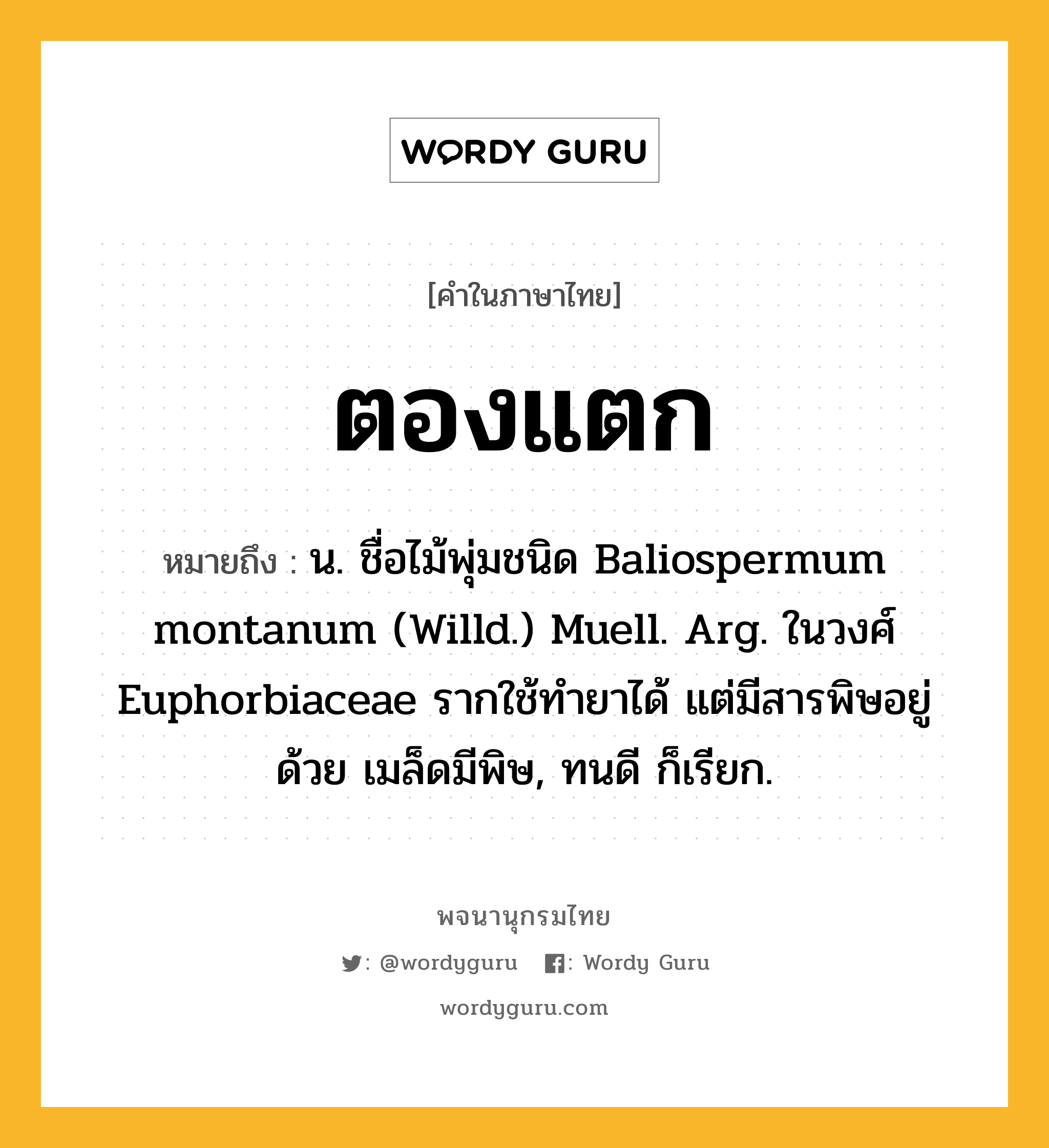 ตองแตก หมายถึงอะไร?, คำในภาษาไทย ตองแตก หมายถึง น. ชื่อไม้พุ่มชนิด Baliospermum montanum (Willd.) Muell. Arg. ในวงศ์ Euphorbiaceae รากใช้ทํายาได้ แต่มีสารพิษอยู่ด้วย เมล็ดมีพิษ, ทนดี ก็เรียก.